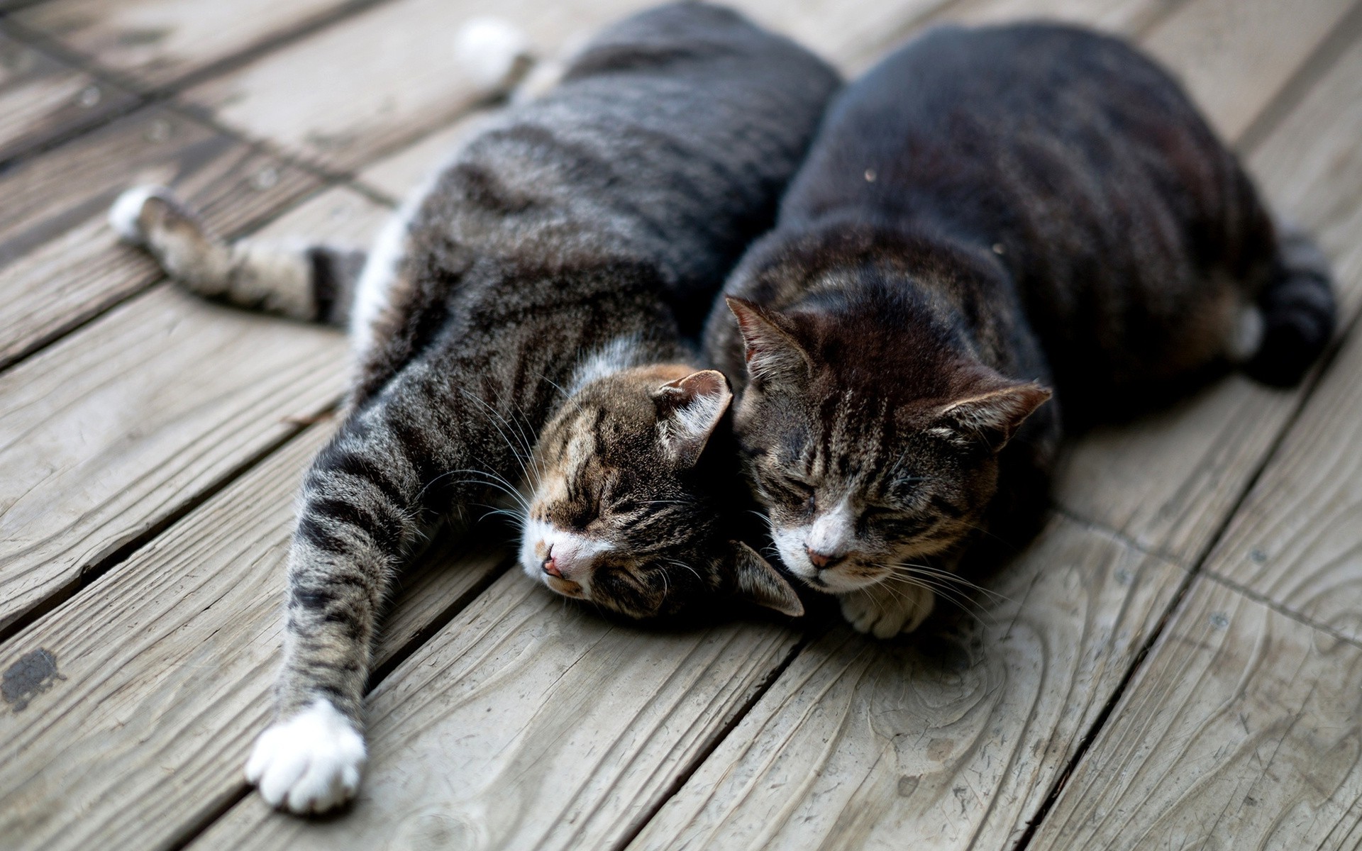 Бесплатное фото Две кошки, полосатого окраса, отдыхают на деревянной поверхности.