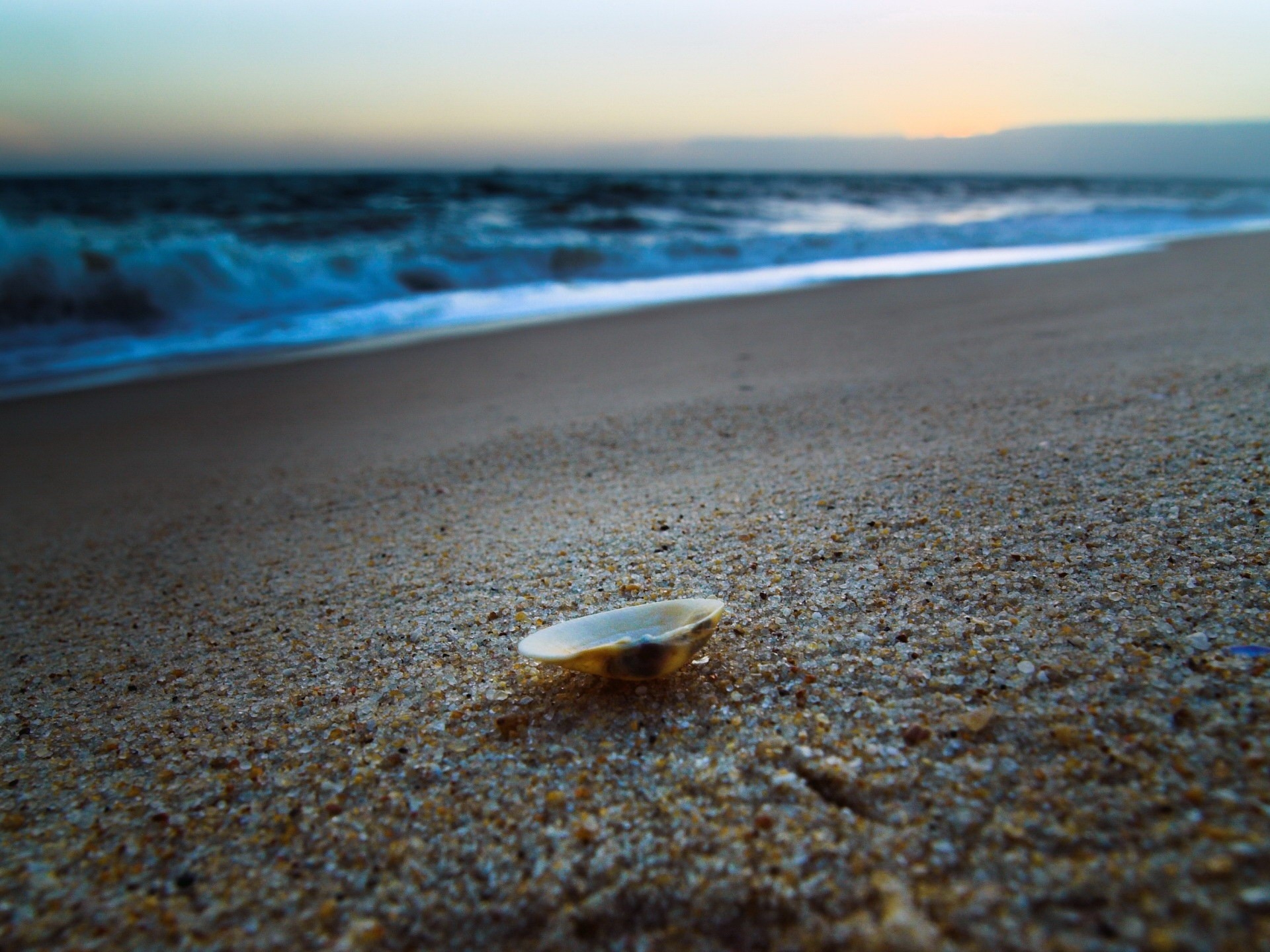 沙质海岸线上的贝壳图片