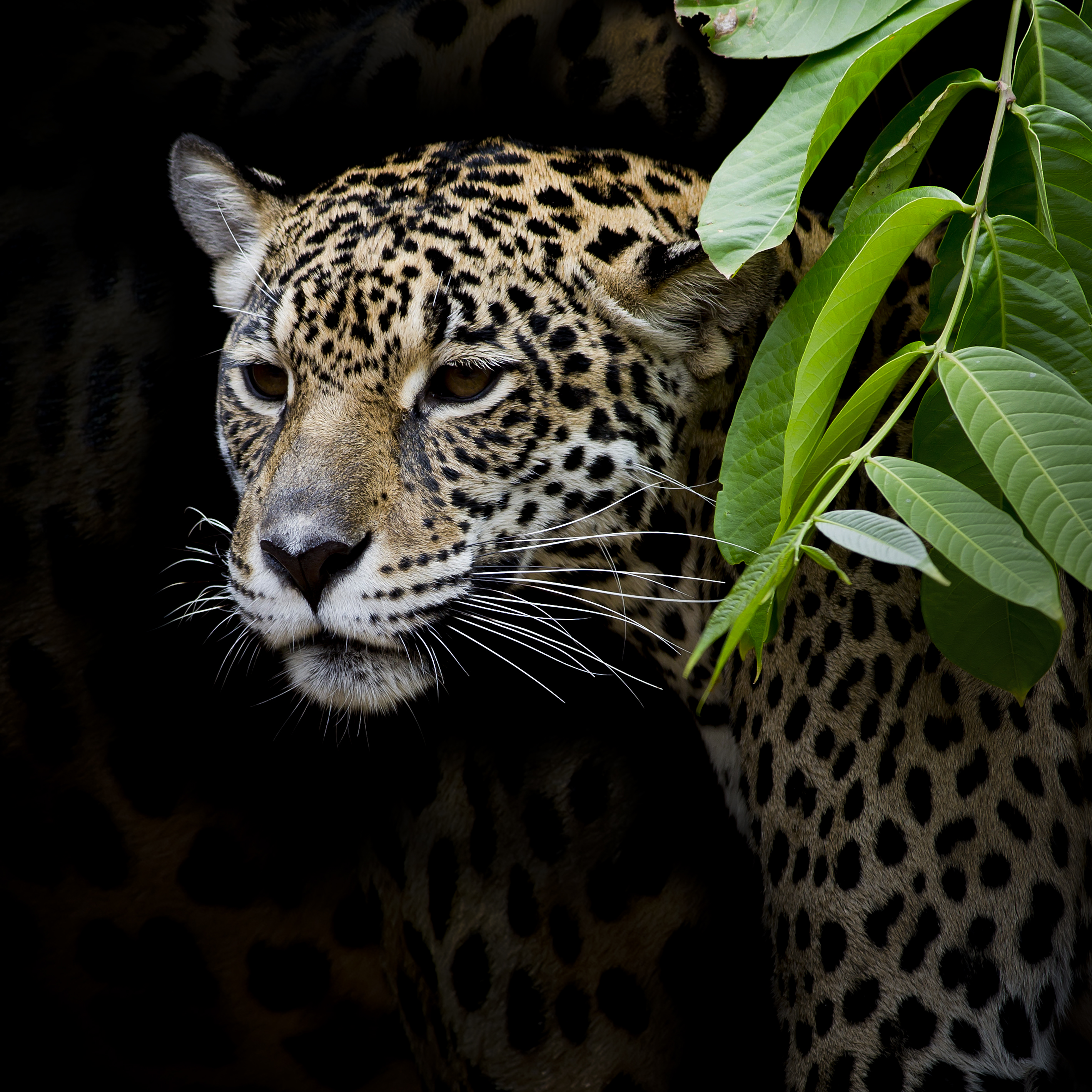 Wallpapers Leopard portrait animals big cat on the desktop