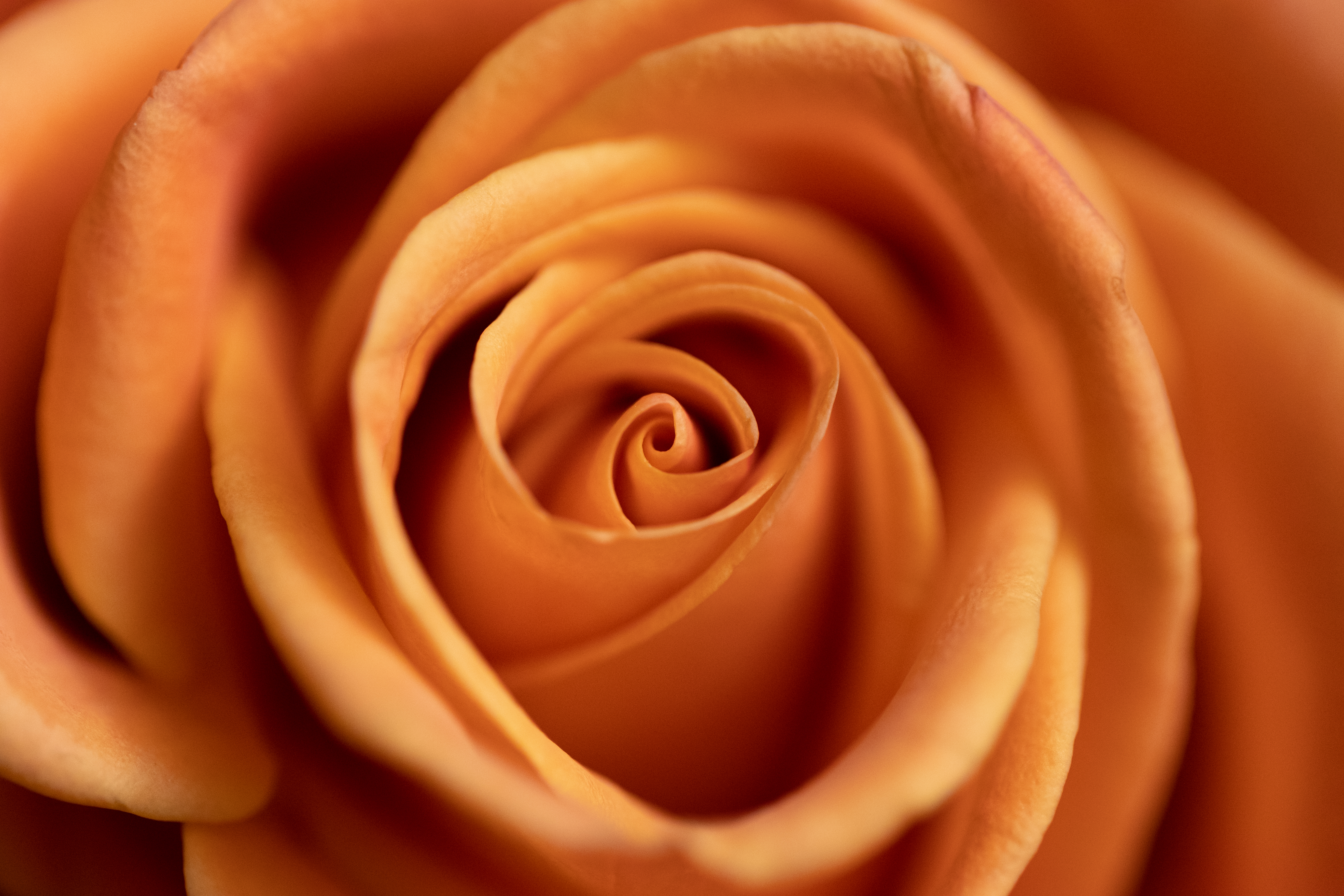 一朵橙色的玫瑰花蕾代替了背景