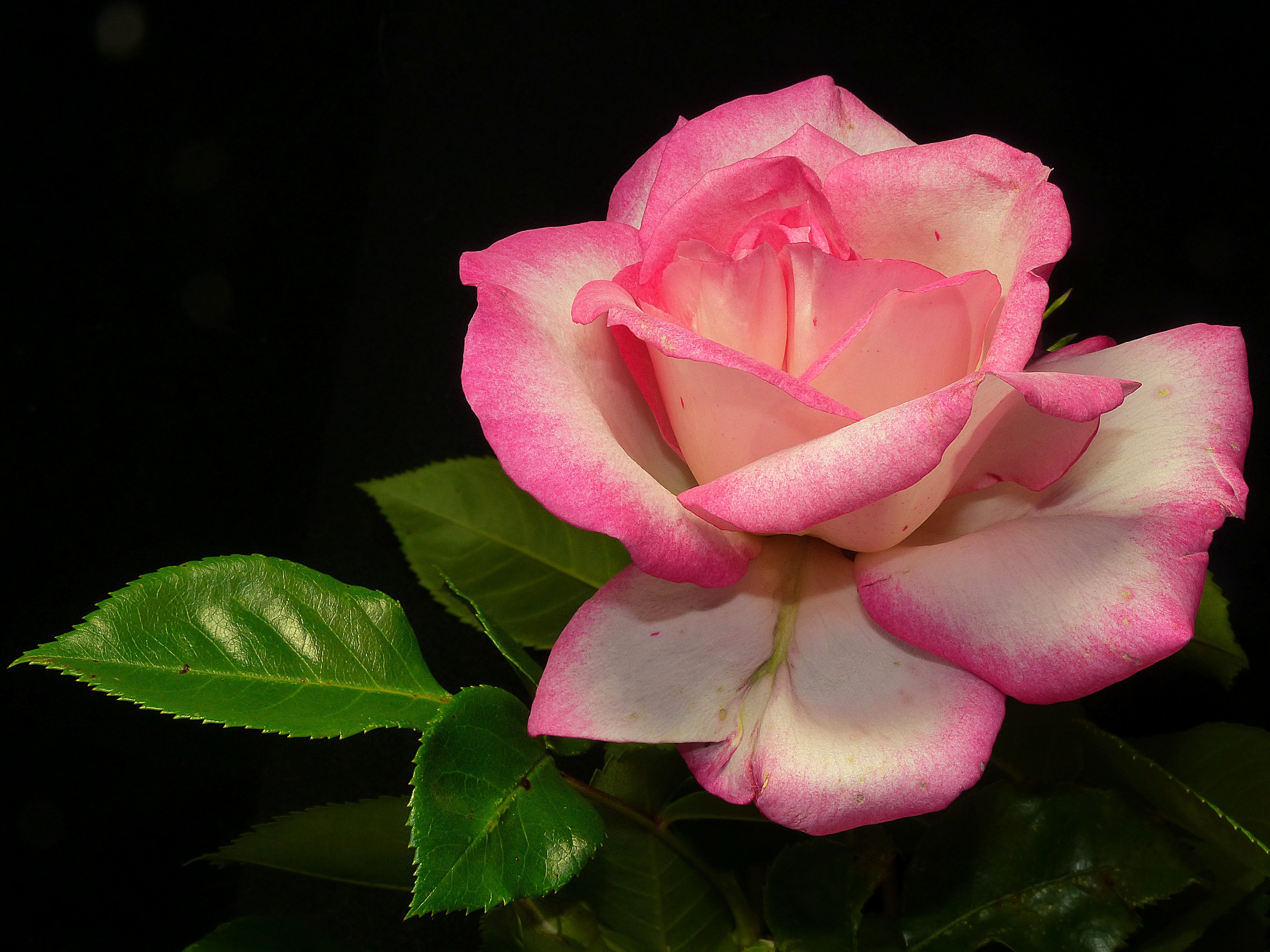 Wallpapers flora rose beautiful on the desktop