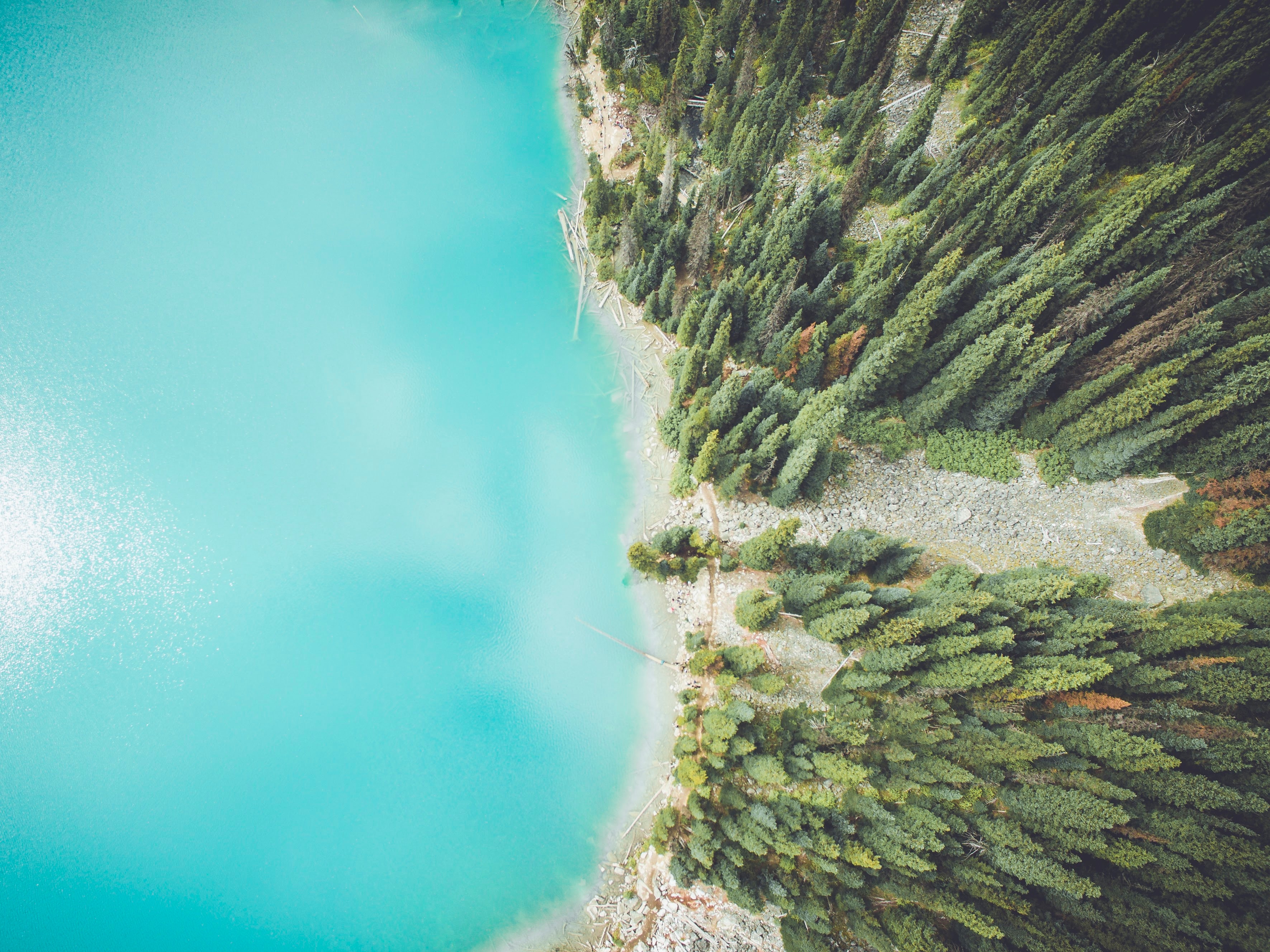 Free photo Forested seashore view from above