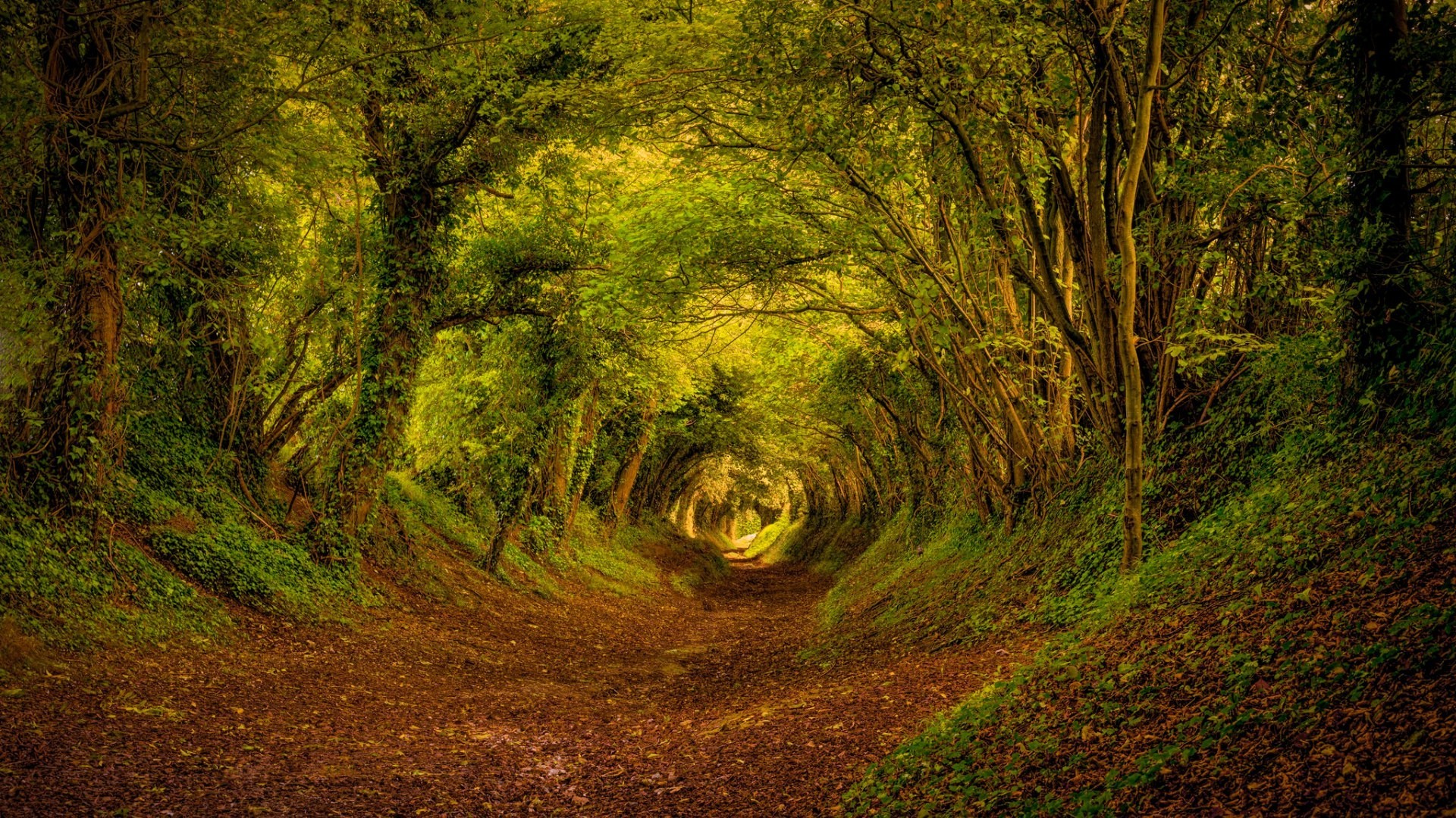 Halnaker Tree Tunnel