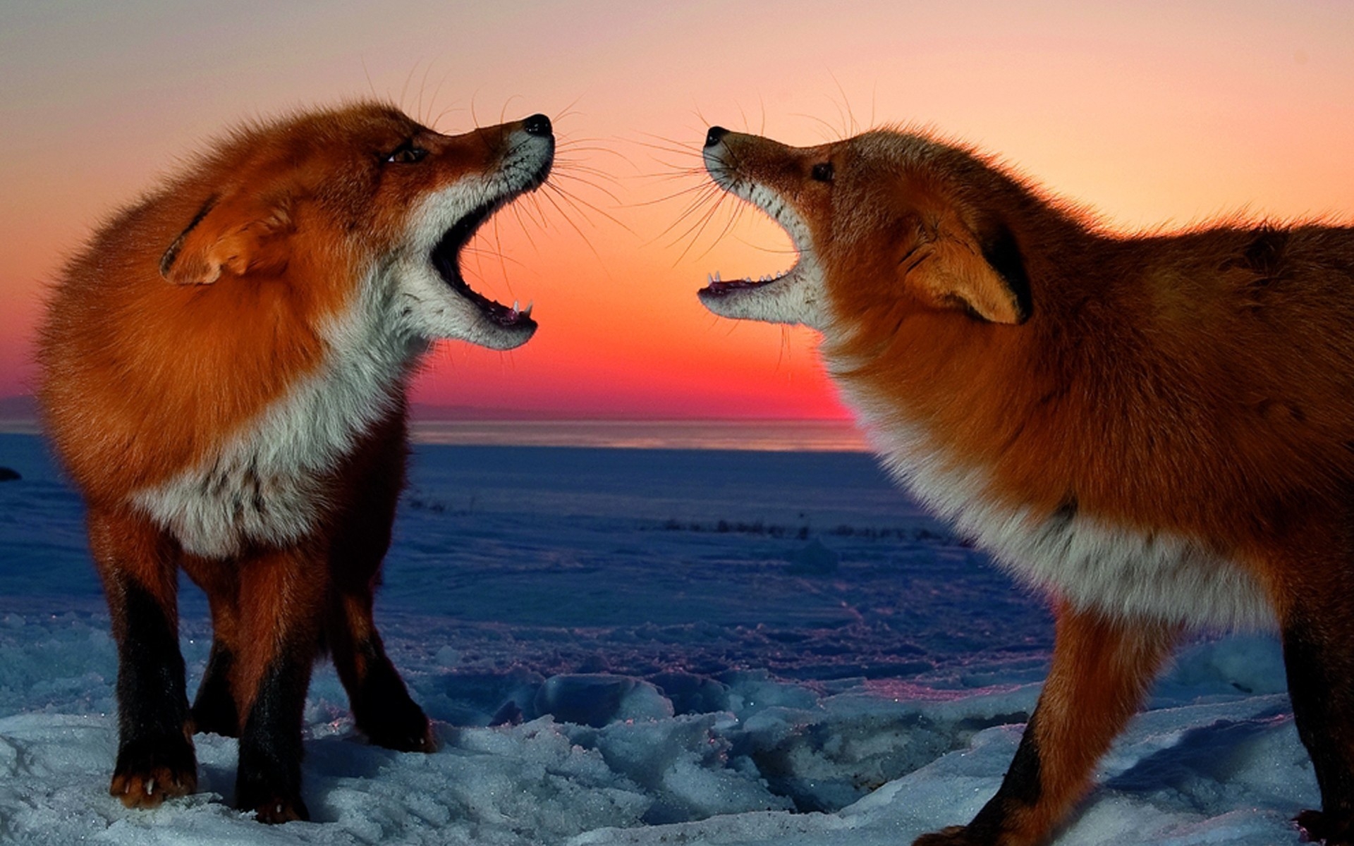 夕阳下的两只狐狸
