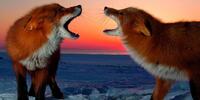 Две лисы на закате
