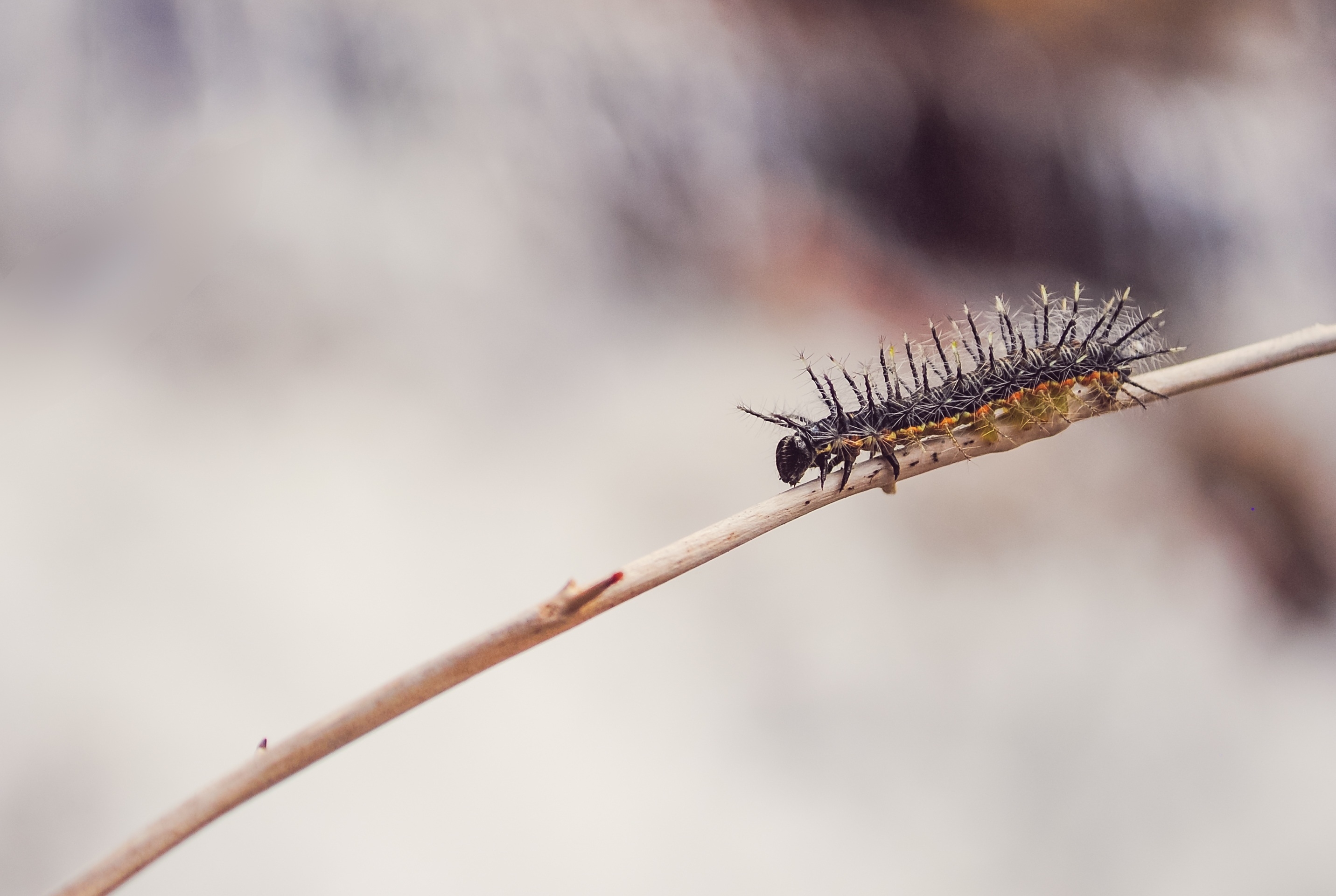 Free photo A needle caterpillar crawls on a small twig