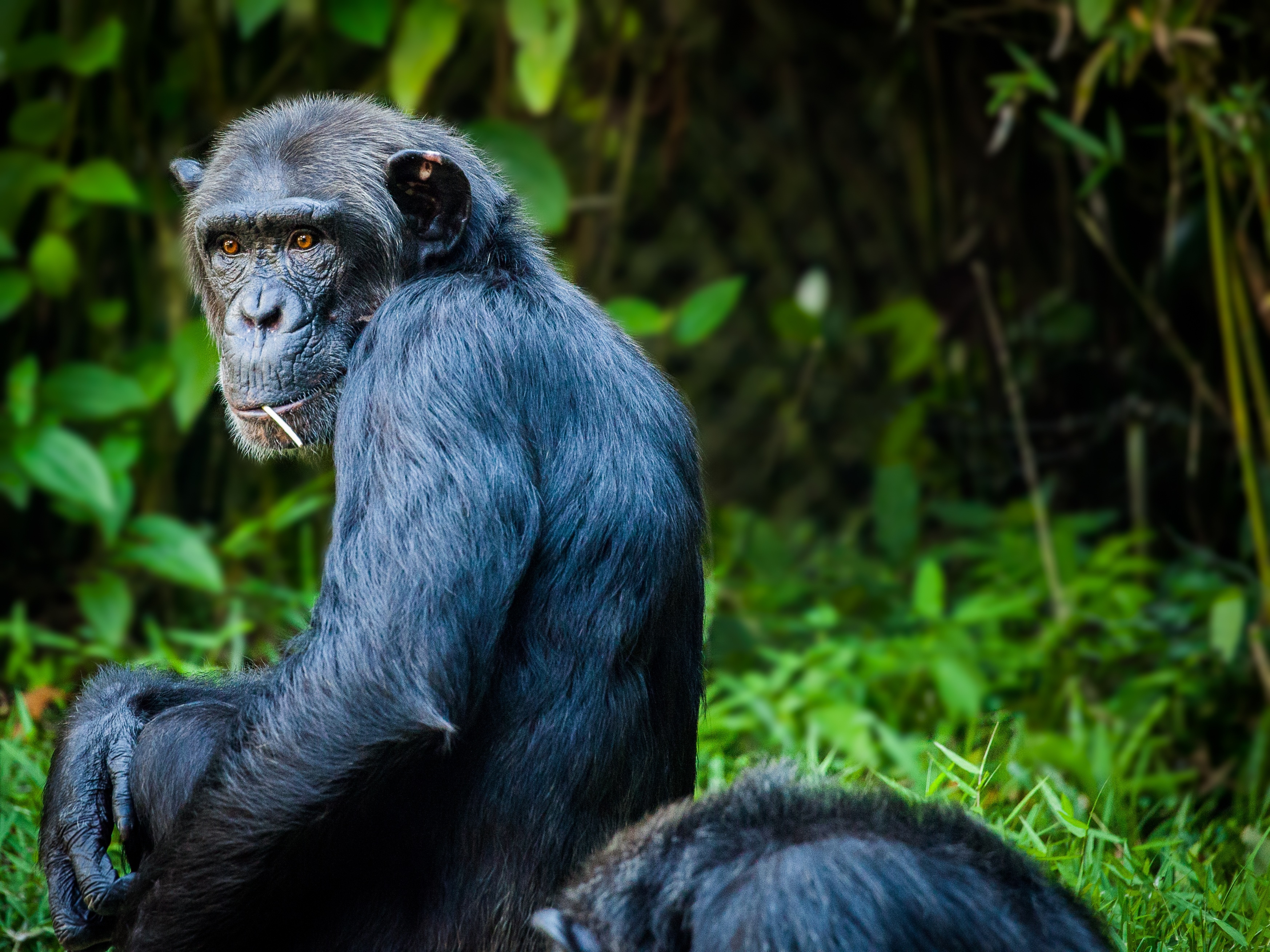 Free photo The chimpanzee turned around to look at the spectator