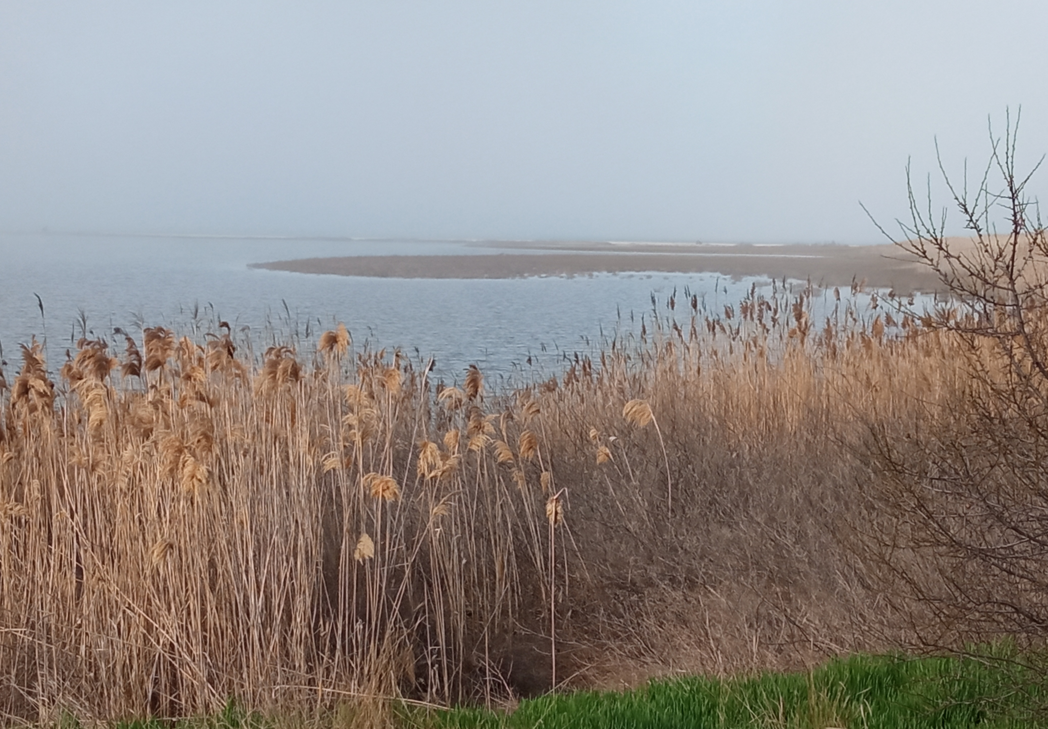免费照片塔甘罗格湾，亚速海，天鹅湖