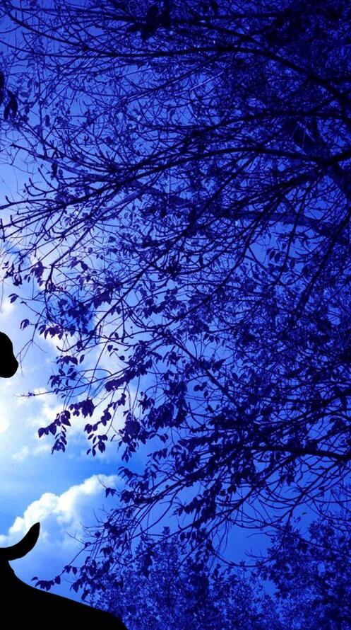 Бесплатное фото Рисунок кота 119