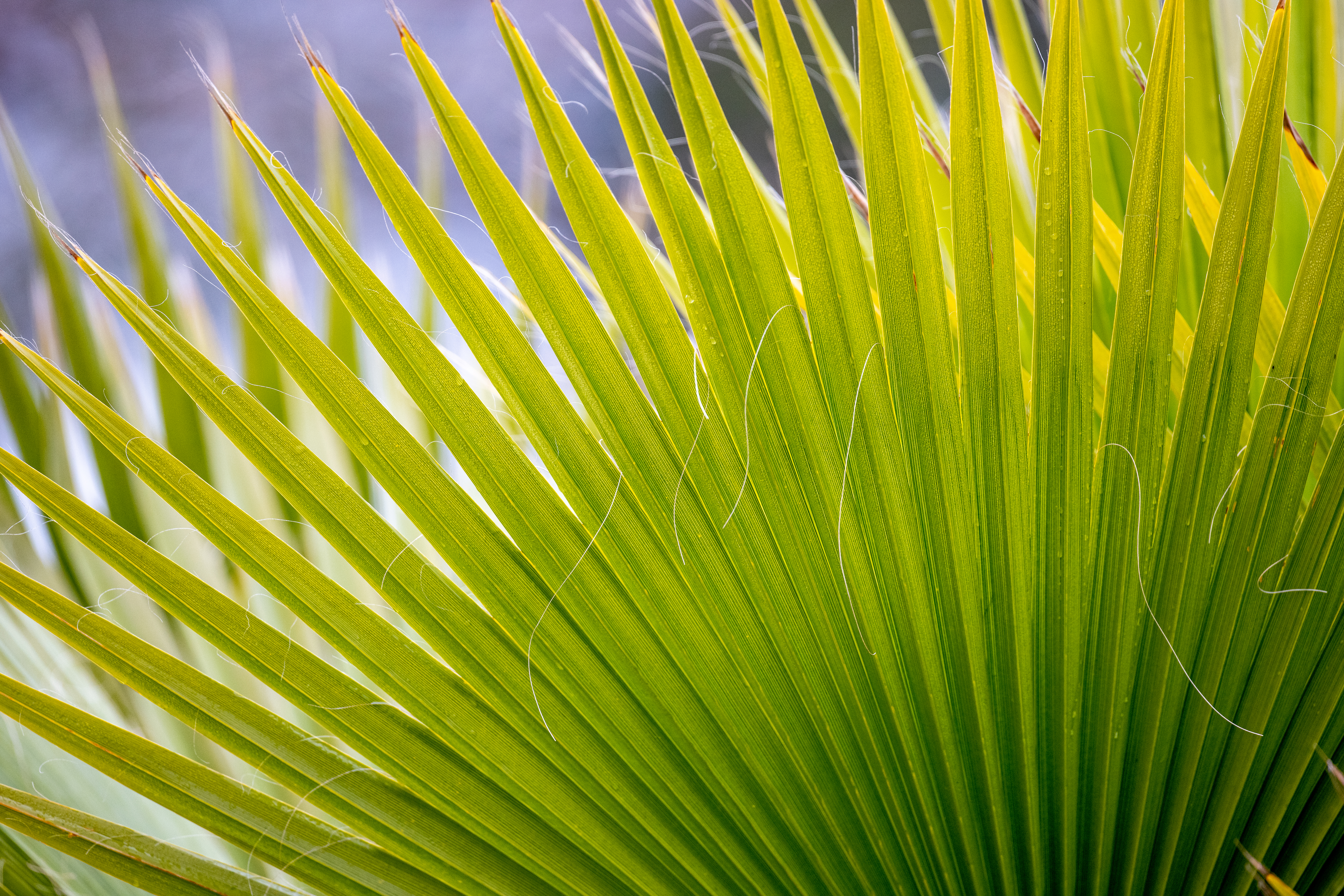 Бесплатное фото Зеленый веер