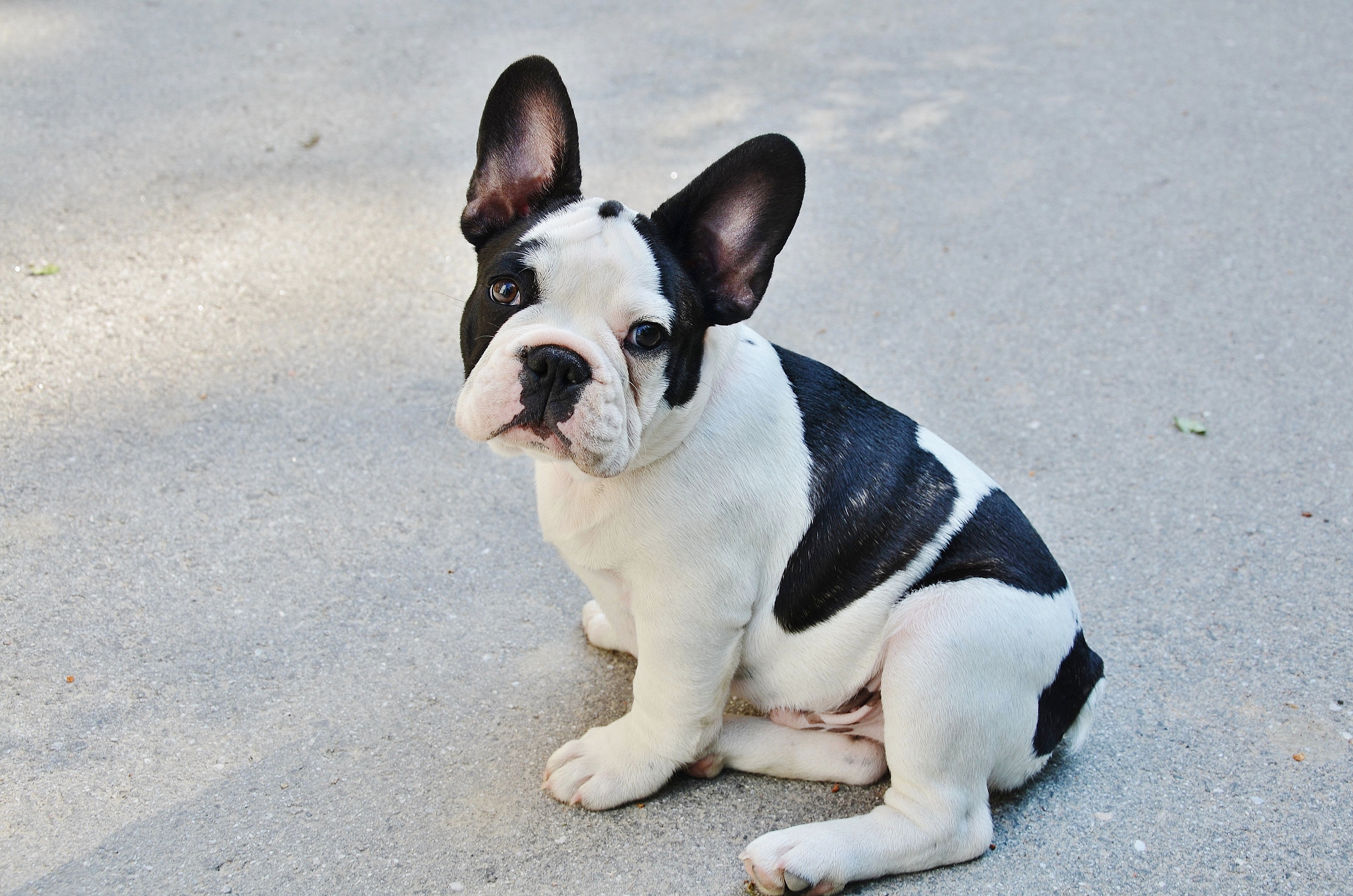 Free photo Black and white Boston terrier.