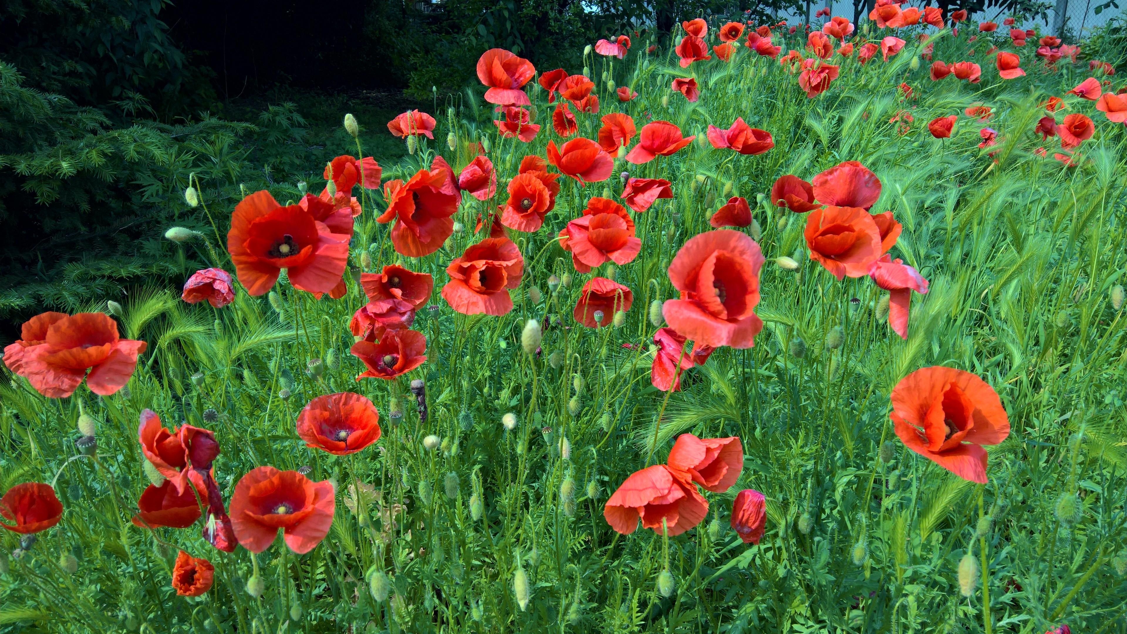 Free photo A beautiful poppy garden in the wilderness