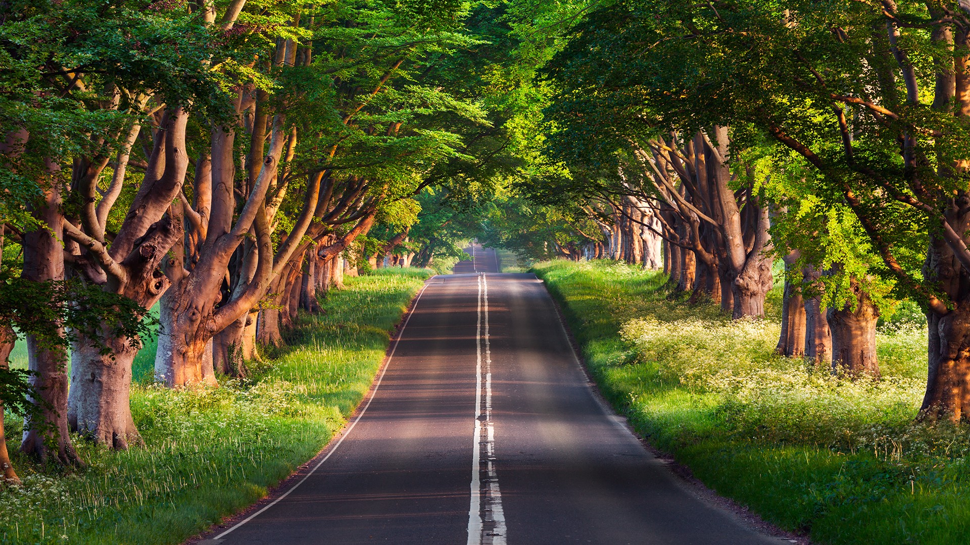 Free photo Freeway along the ancient trees