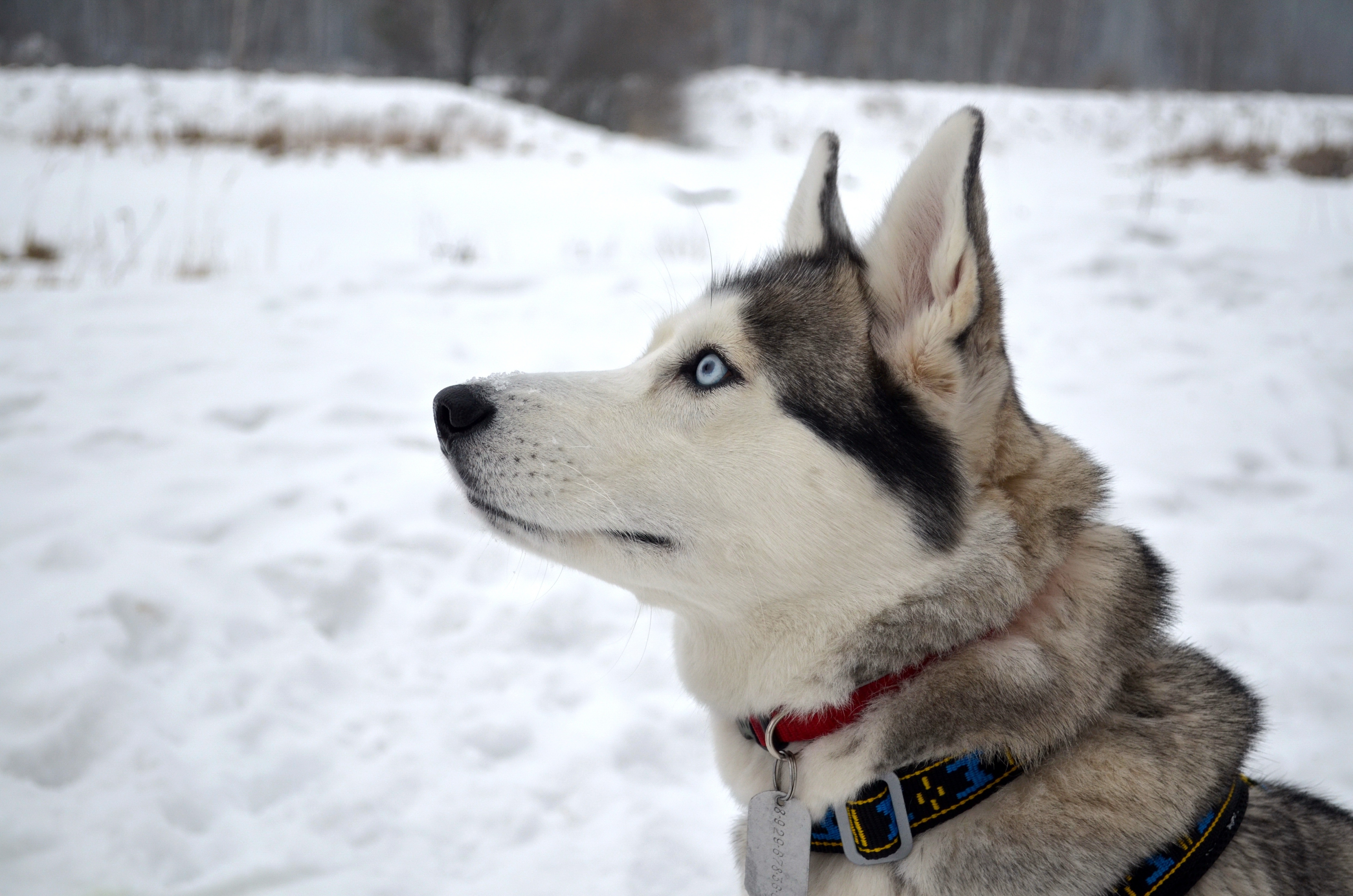 Wallpapers wallpaper husky looking away winter on the desktop