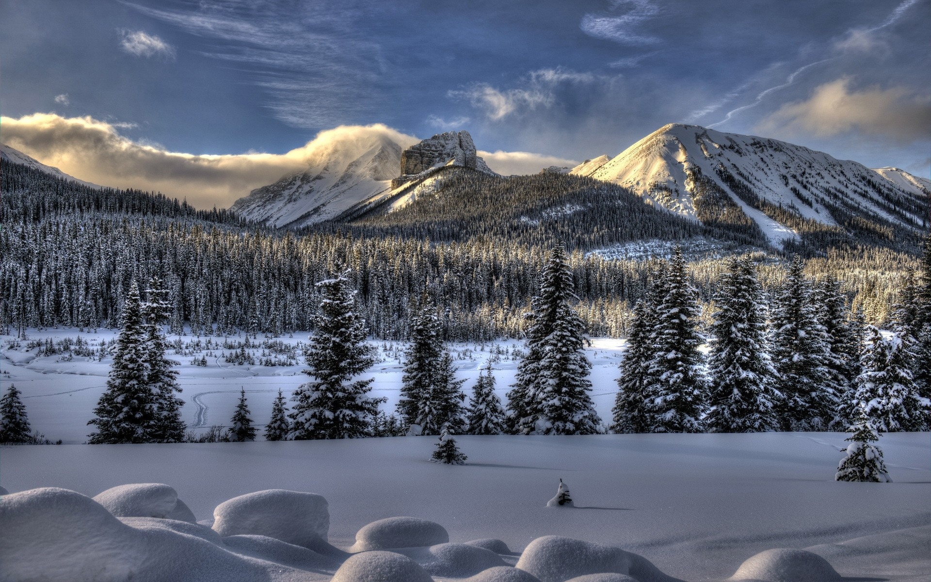 Free photo Winter trees on a background of mountains