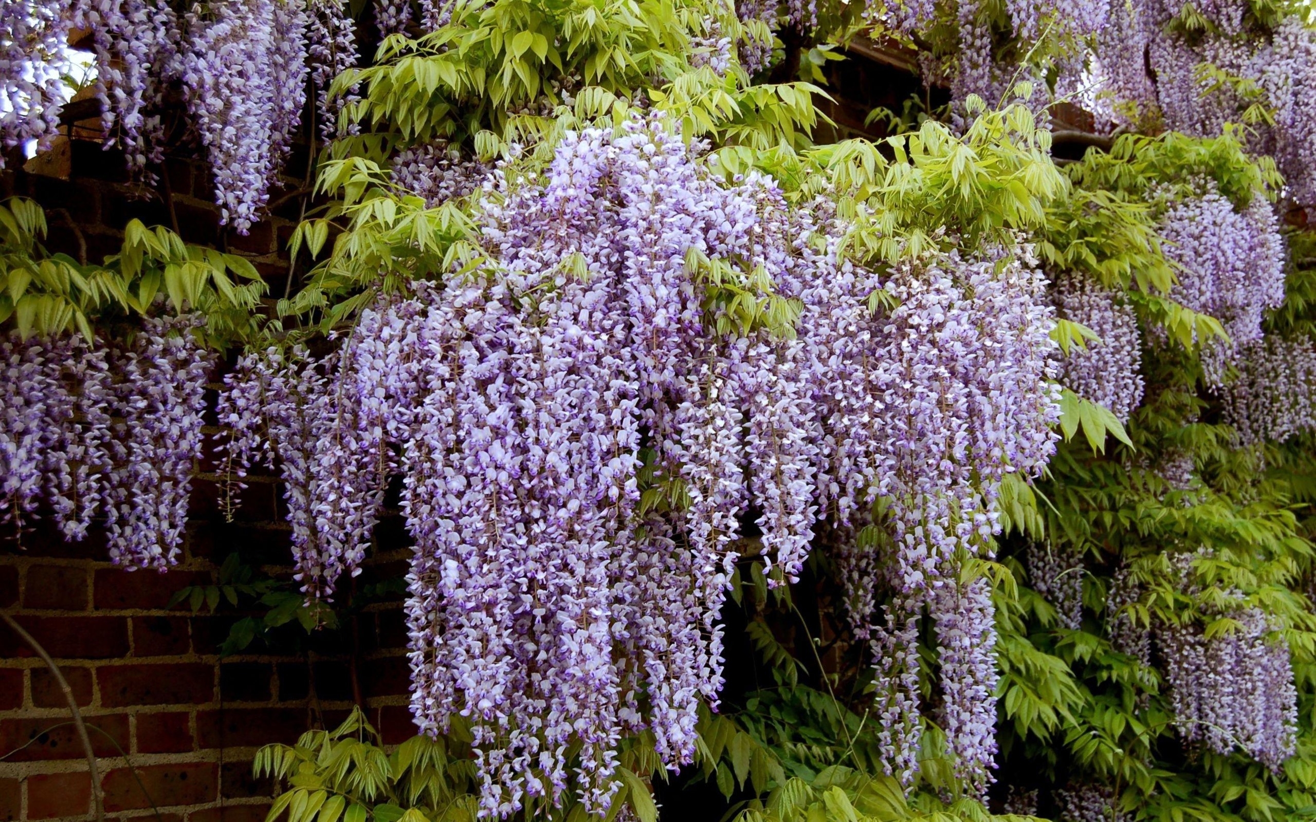 Wallpapers hanging spring bloom on the desktop