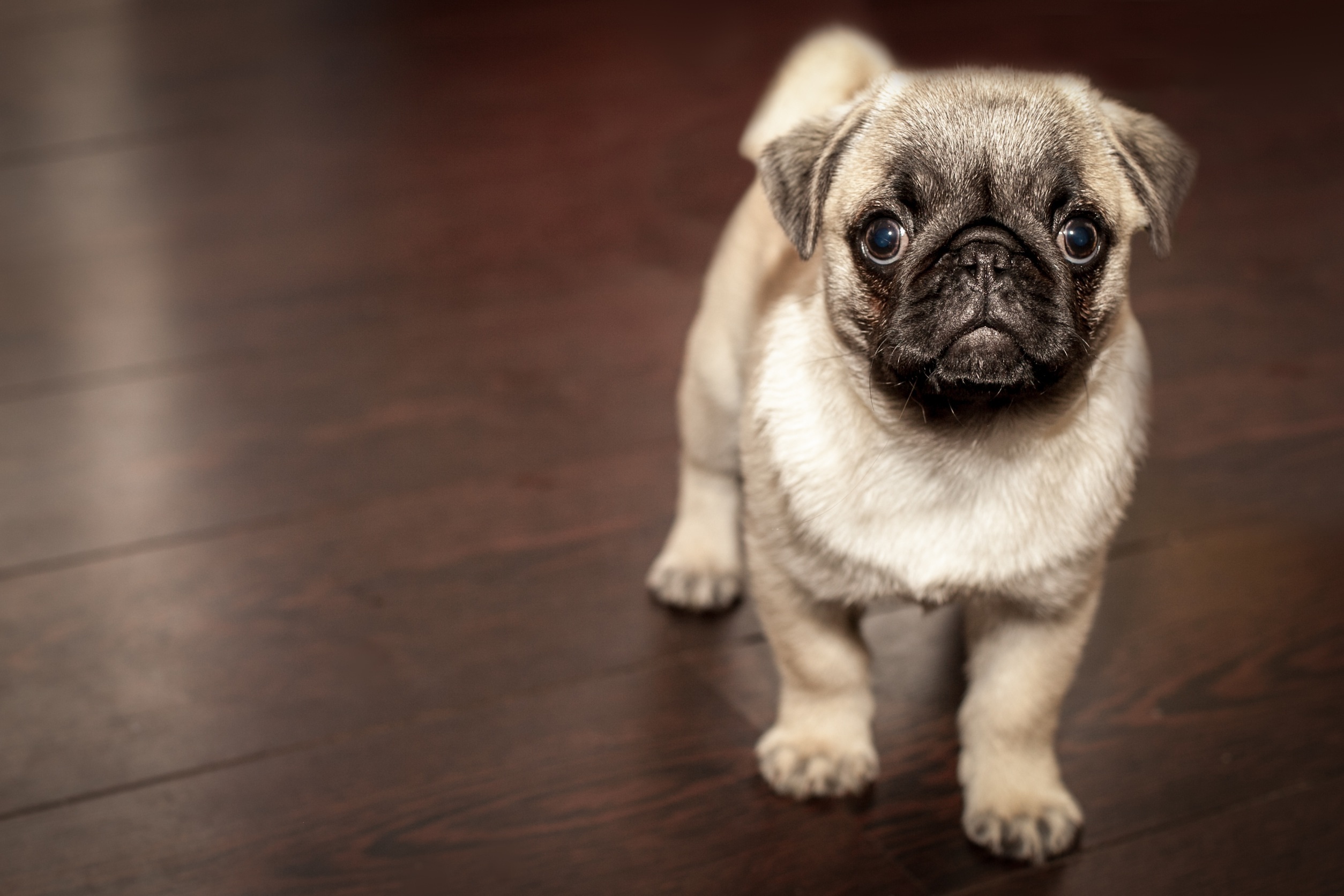 Free photo Pug puppy