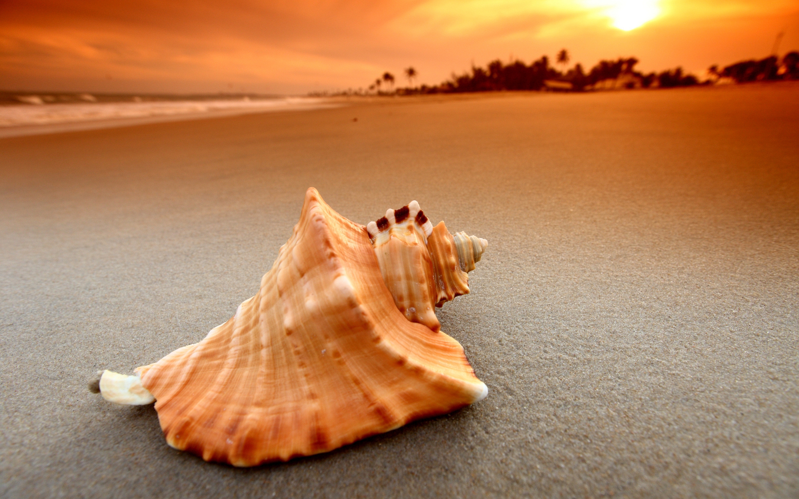 夕阳下沙滩上的贝壳