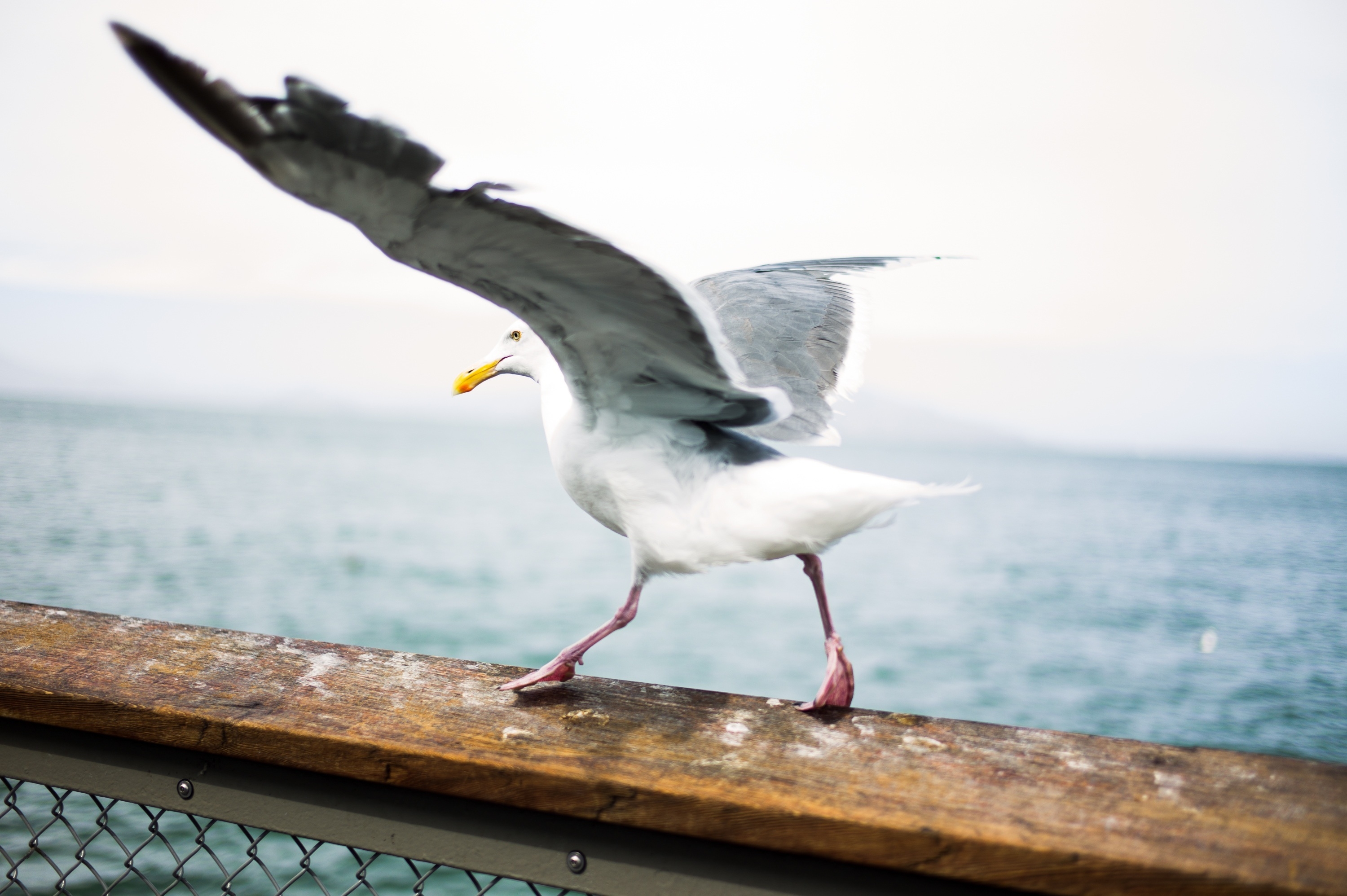 一只海鸥在海边的栏杆上拍打着翅膀