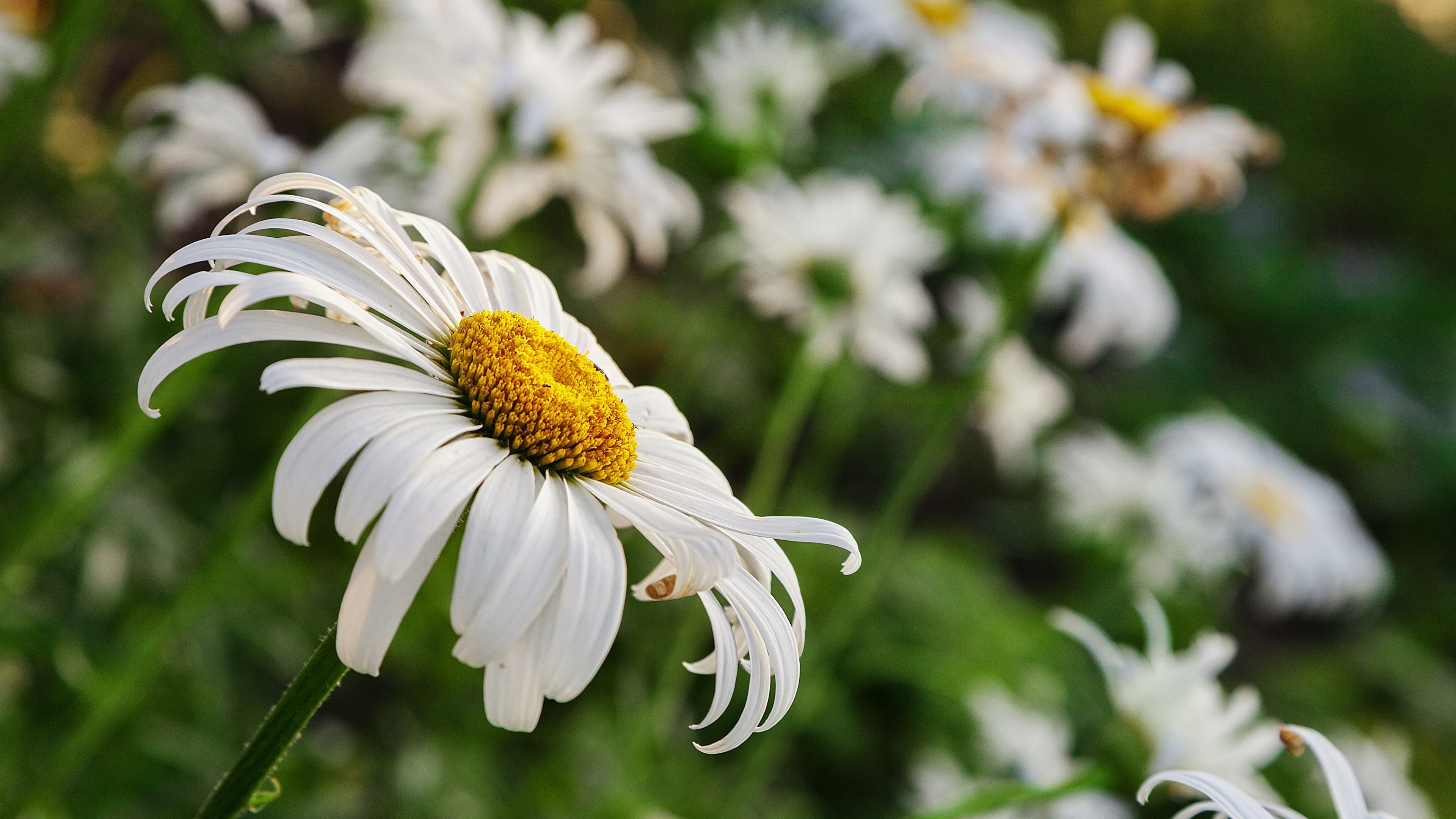 Daisies in a green meadow