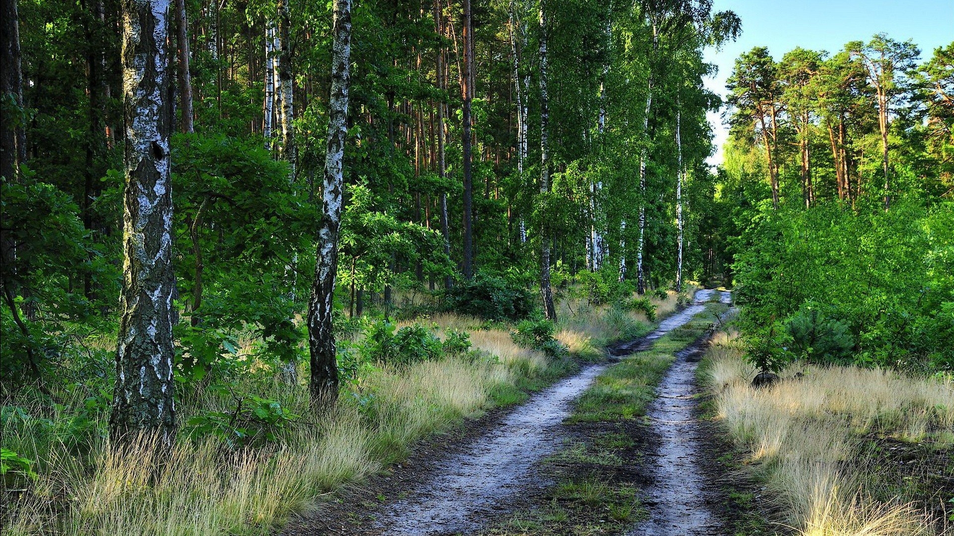 Free photo A highway in a birch forest