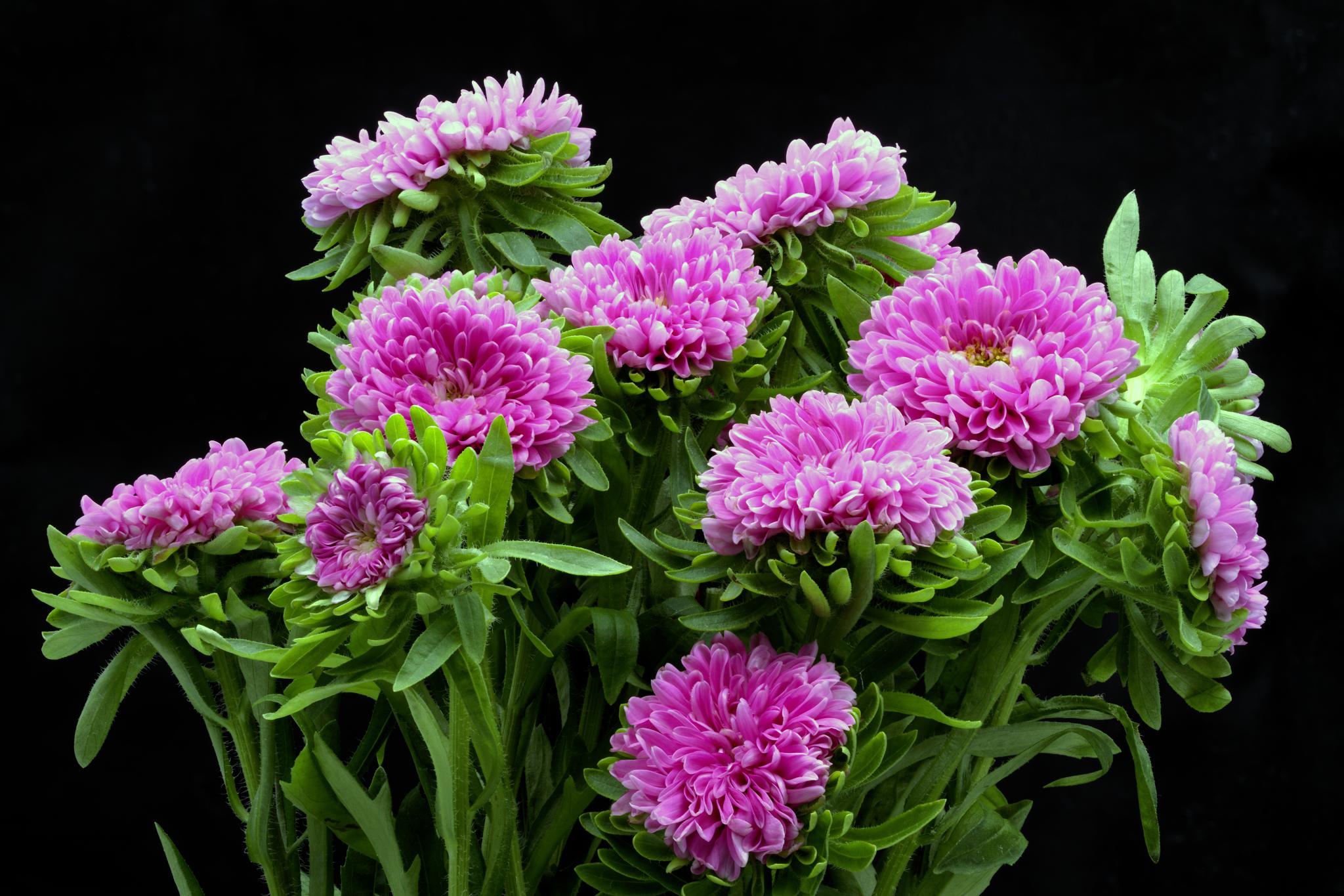 Free photo beautiful chrysanthemum