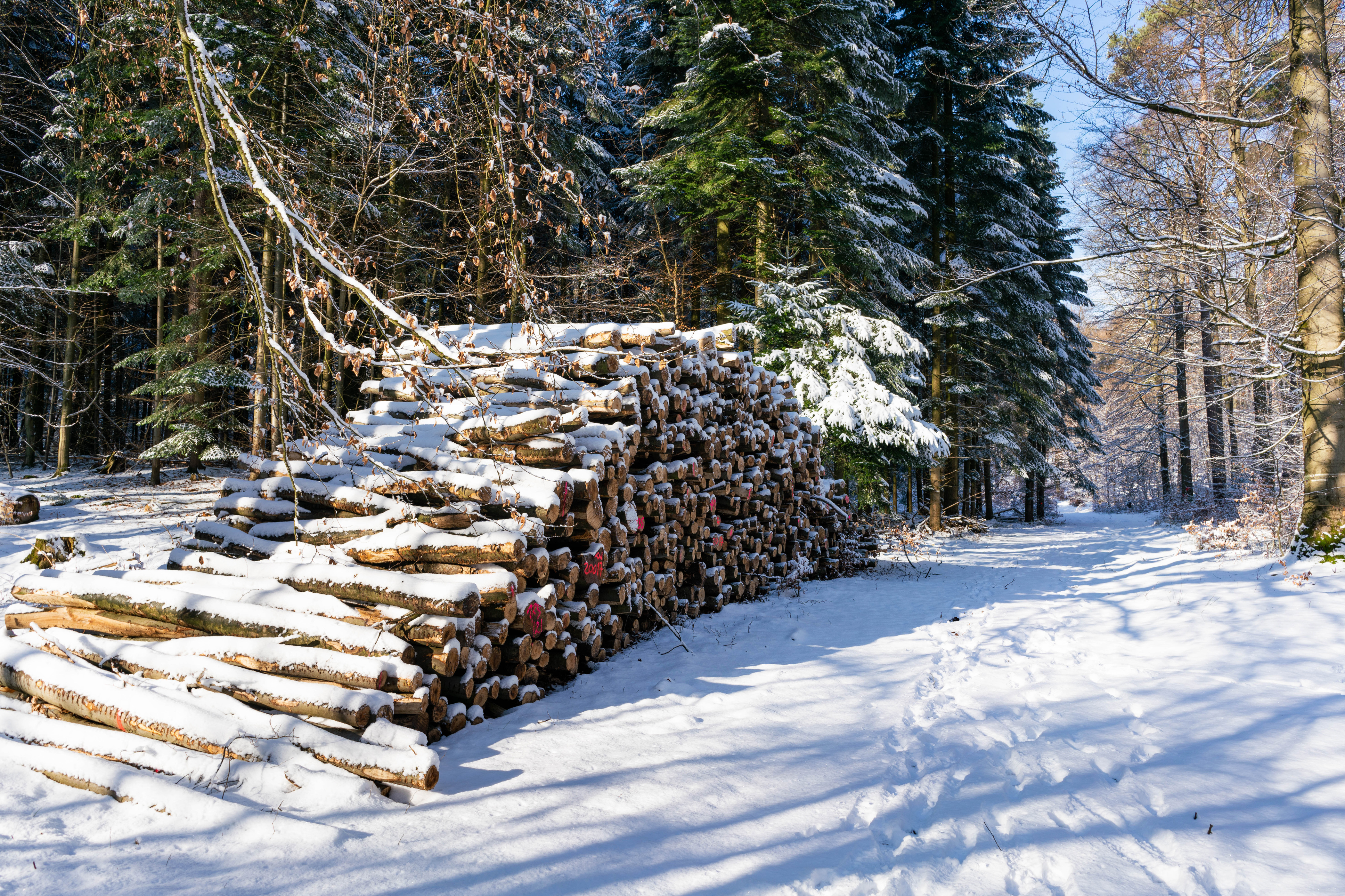 Wallpapers snow forests nature on the desktop