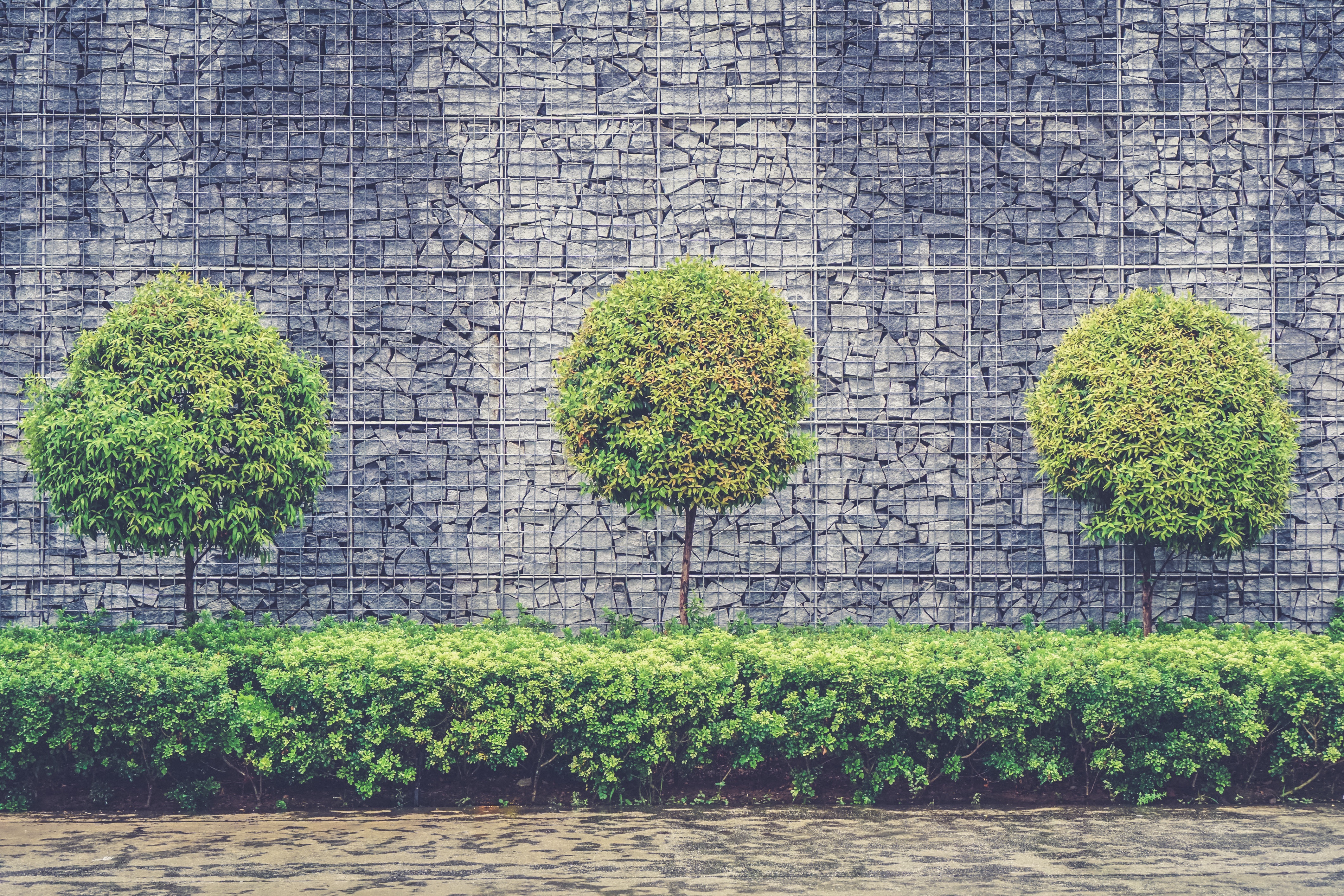 Free photo Green foliage at the foot of the wall