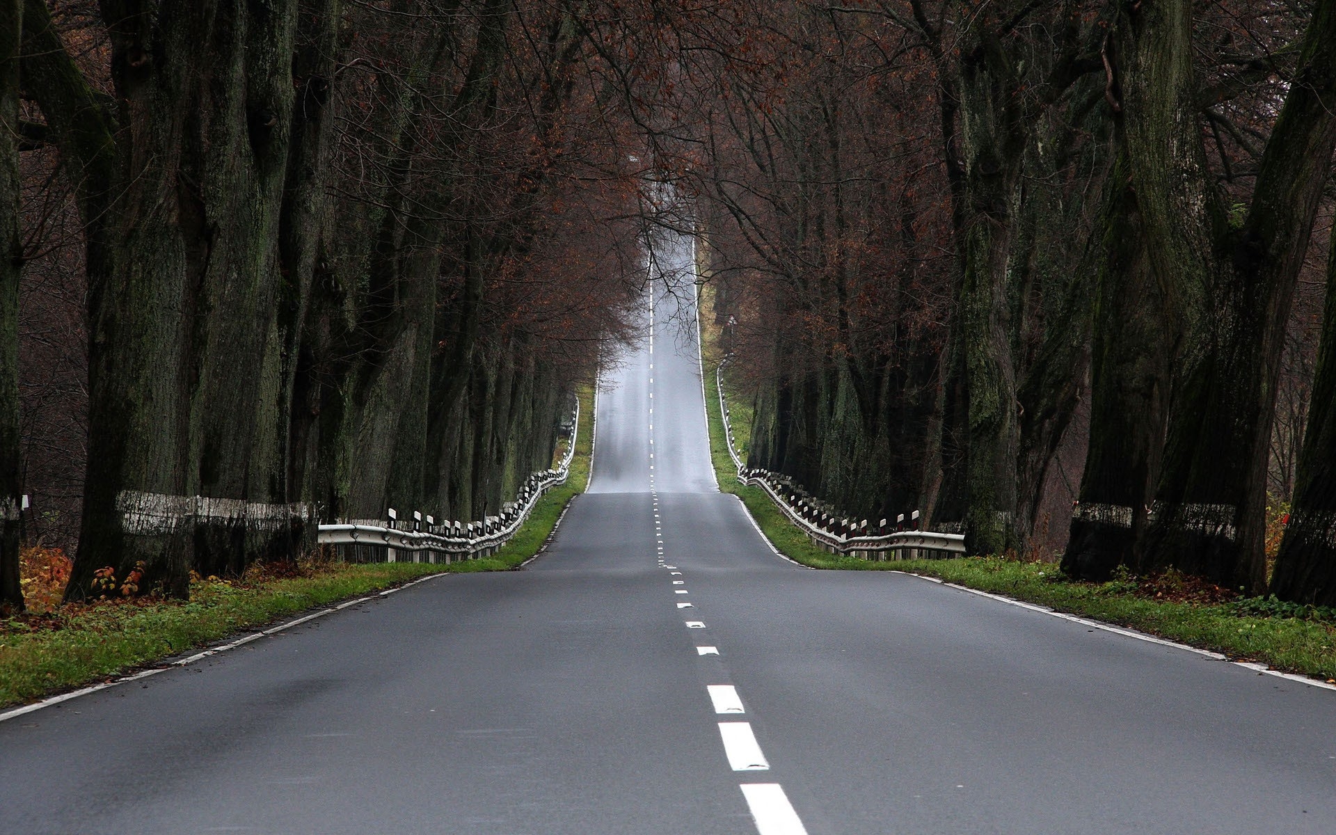 Free photo Wallpaper with a long road in an old forest