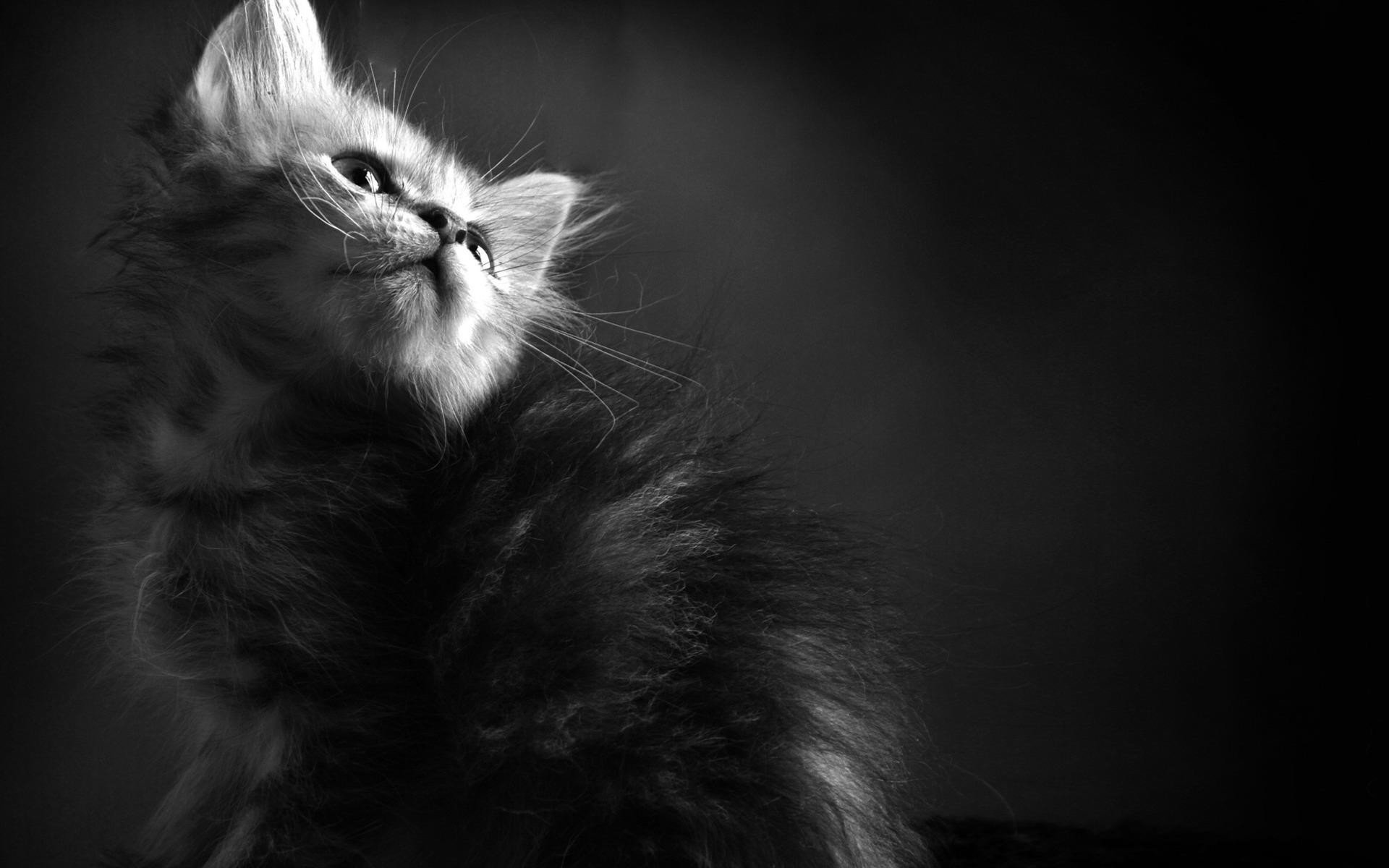 Бесплатное фото Пушистое счастье