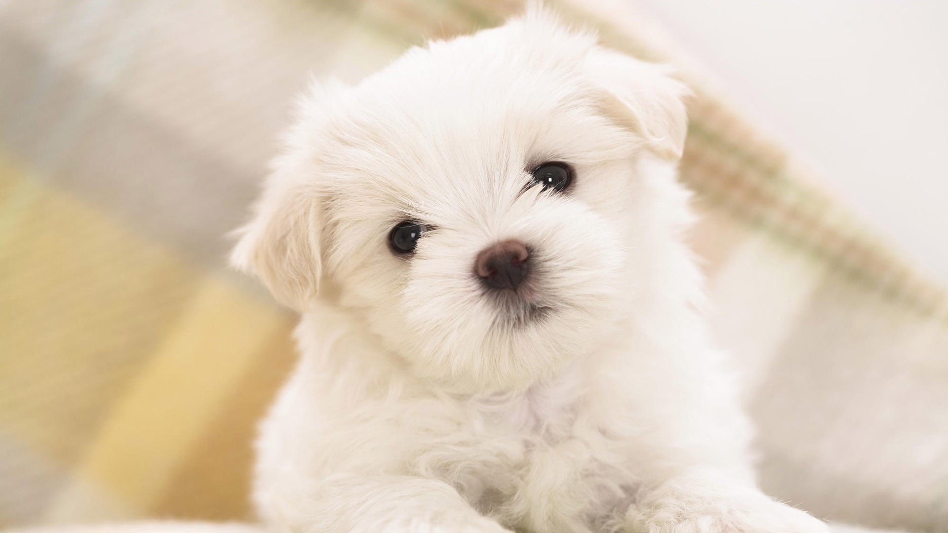 Free photo Havana Bichon puppy