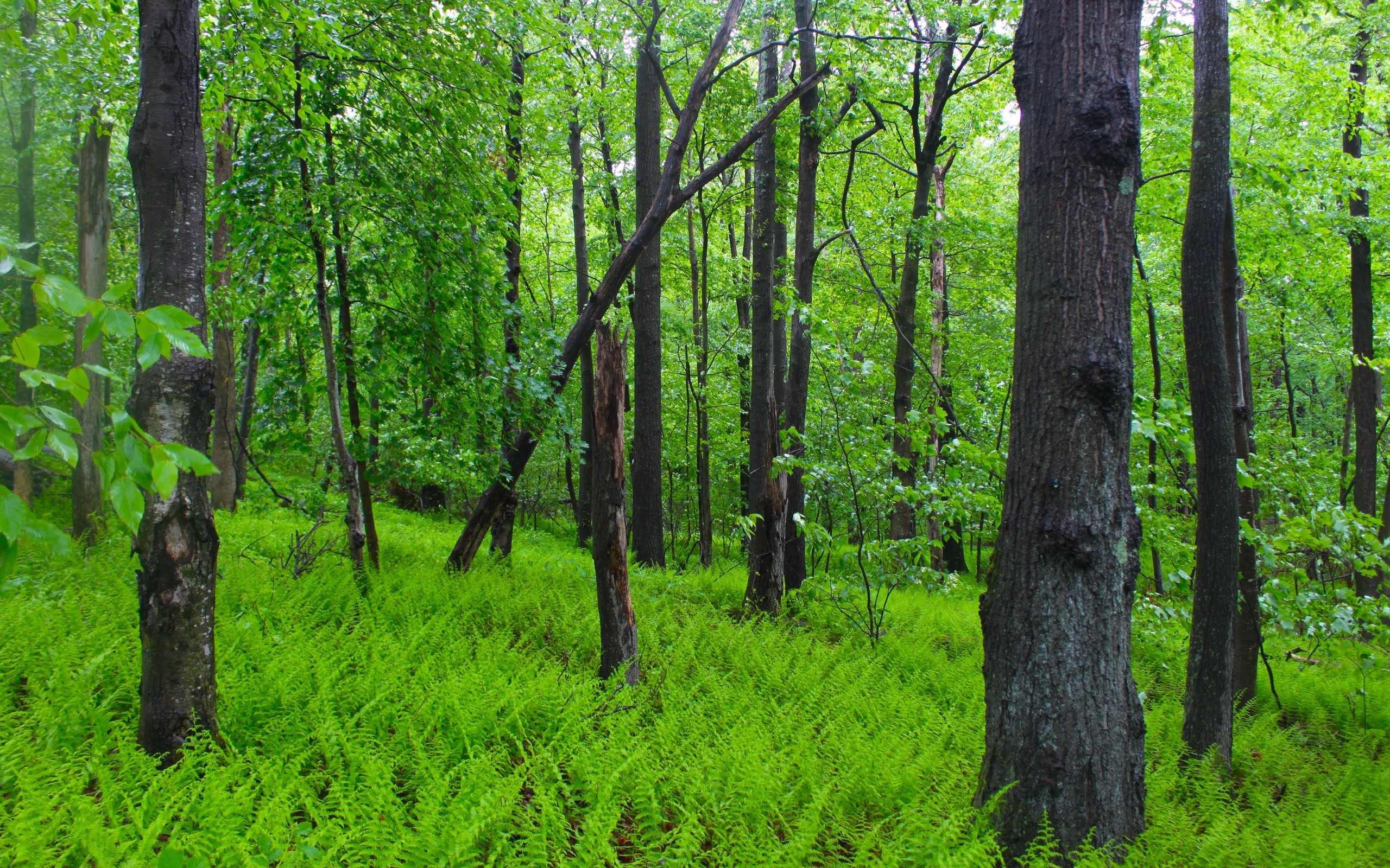 Free photo A bright green forest