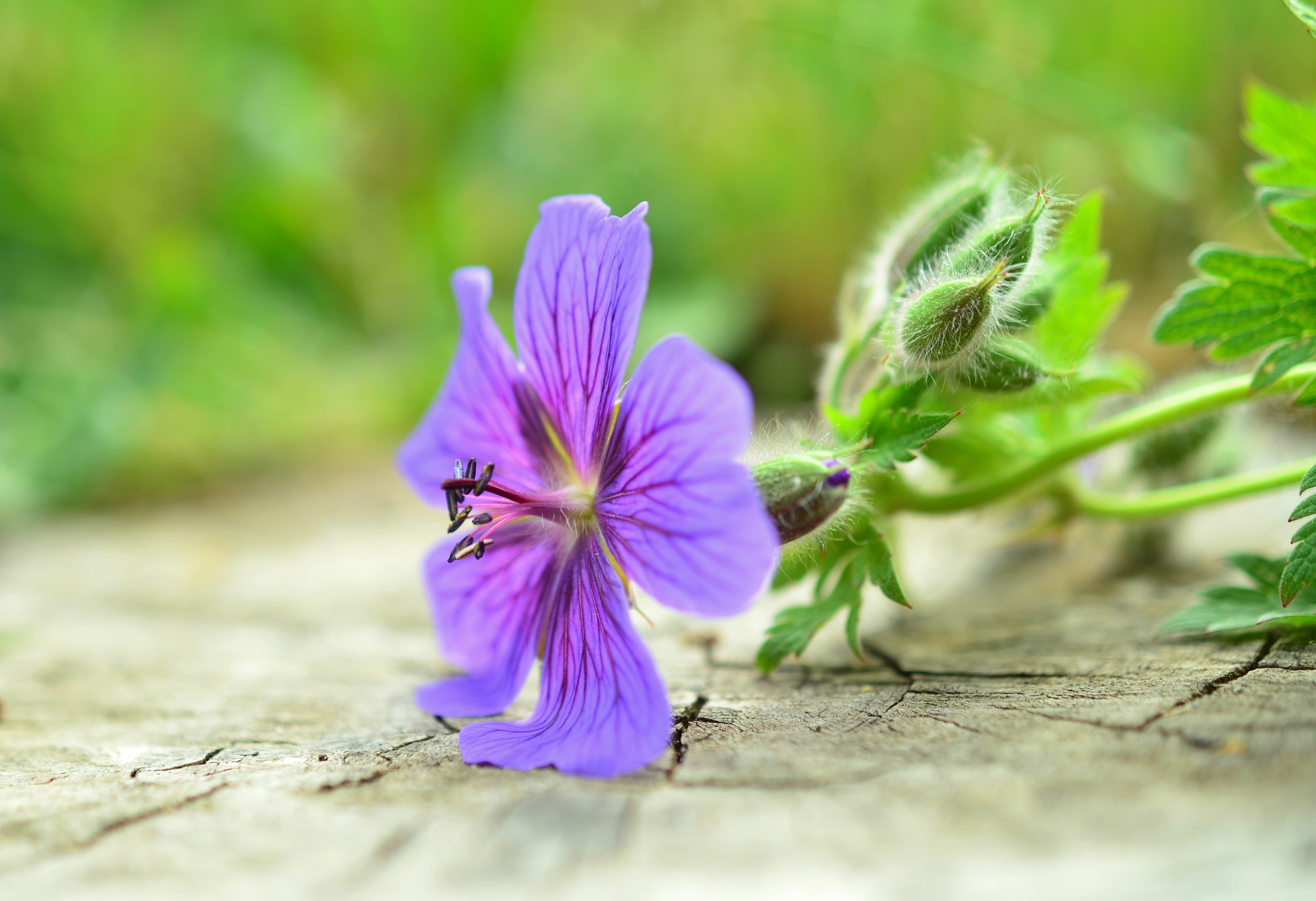 Free photo Purple flower