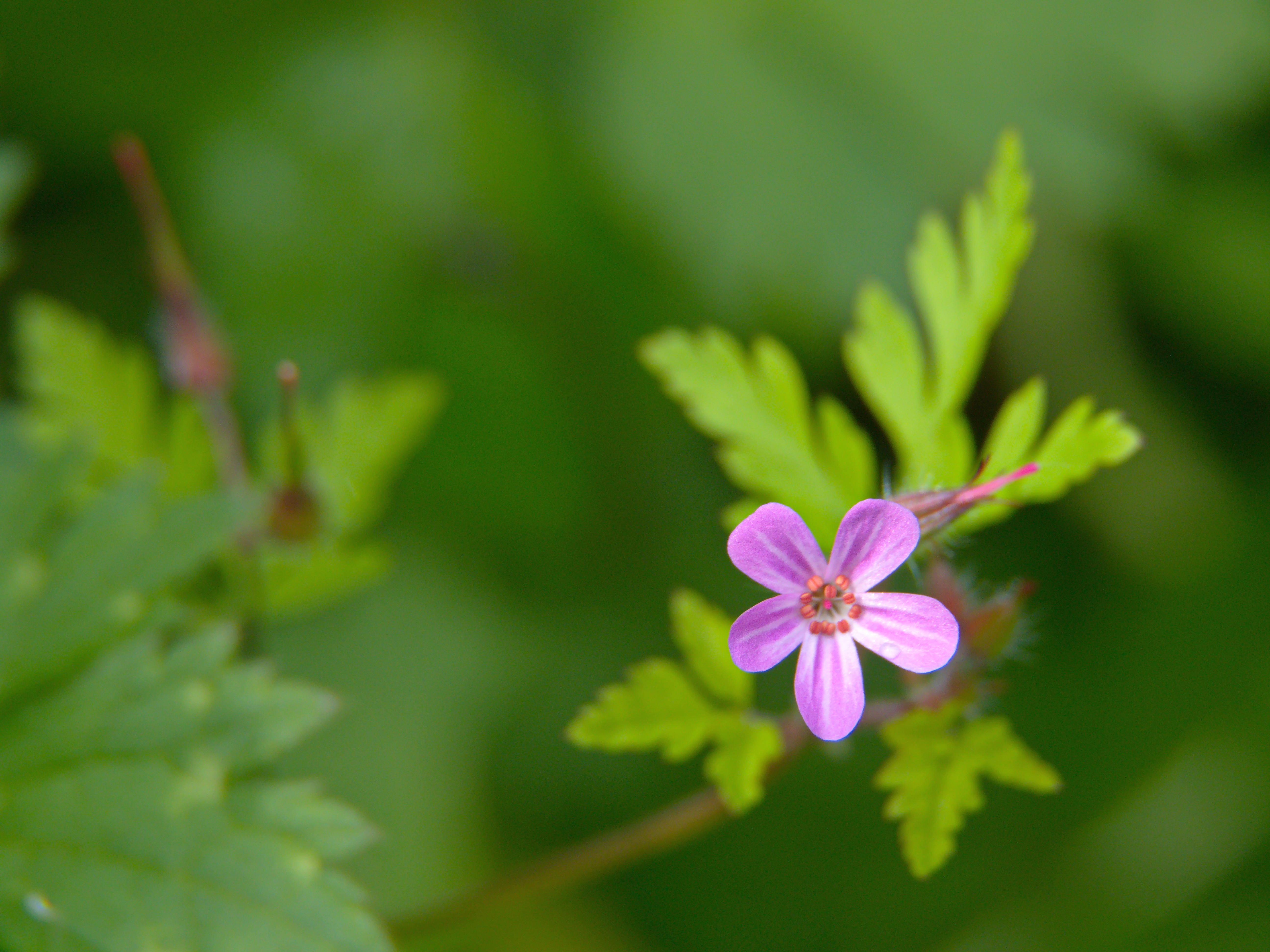 Бесплатное фото Маленький розовый цветочек на ветке с зелеными листьями