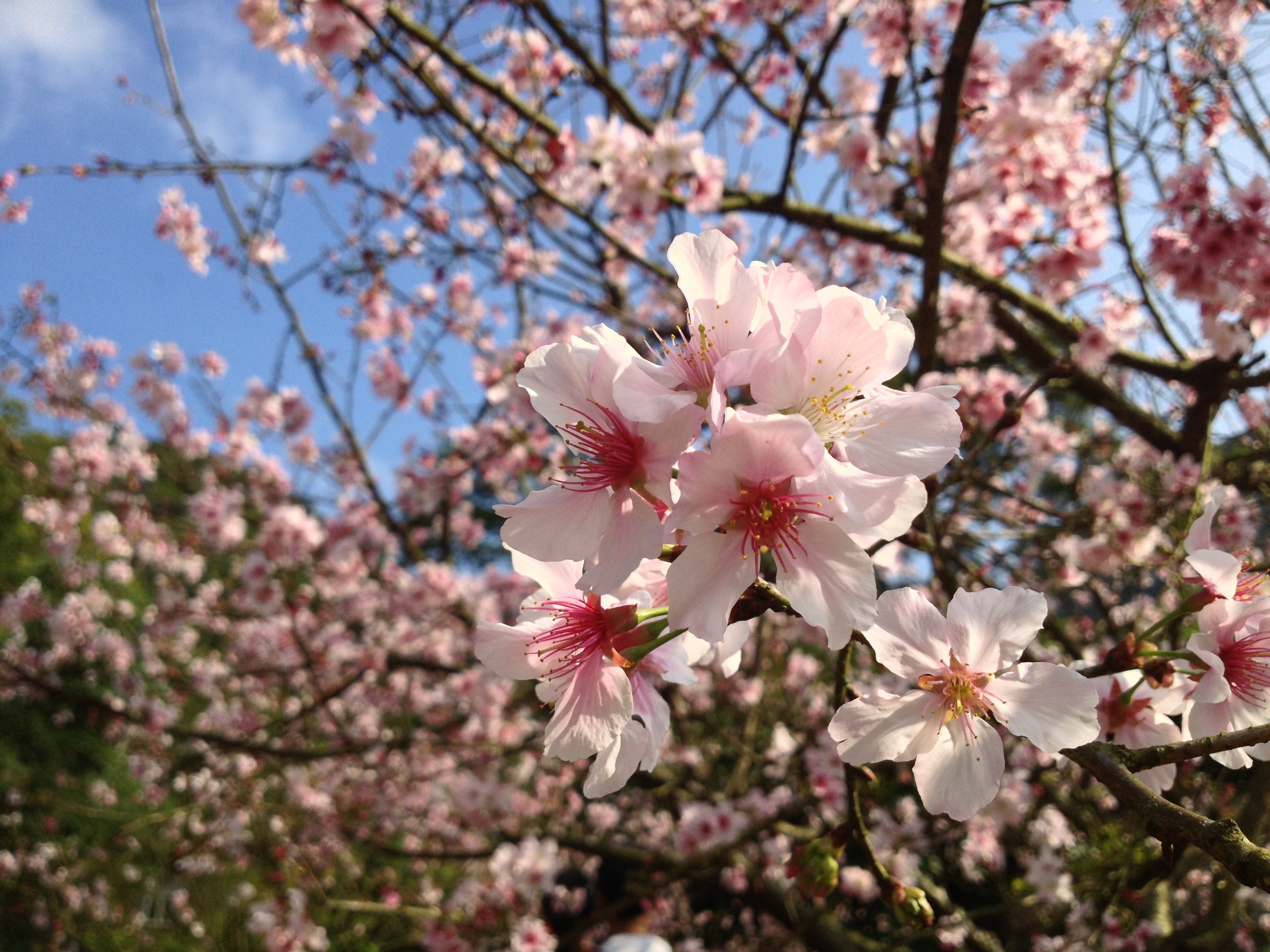 Free photo A tree branch with pink flowers