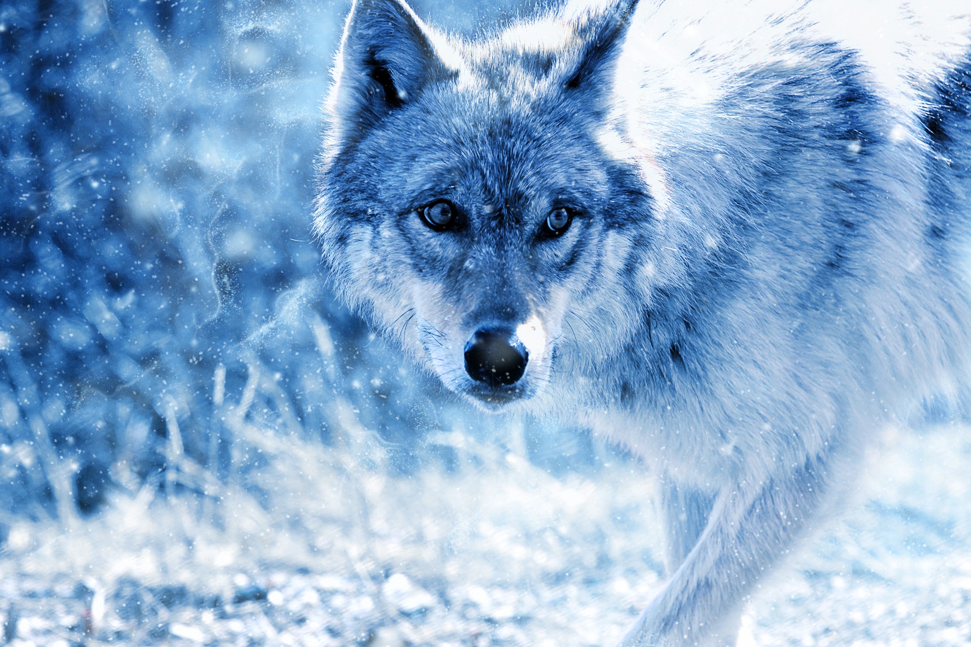 Wallpapers wolf predator view on the desktop