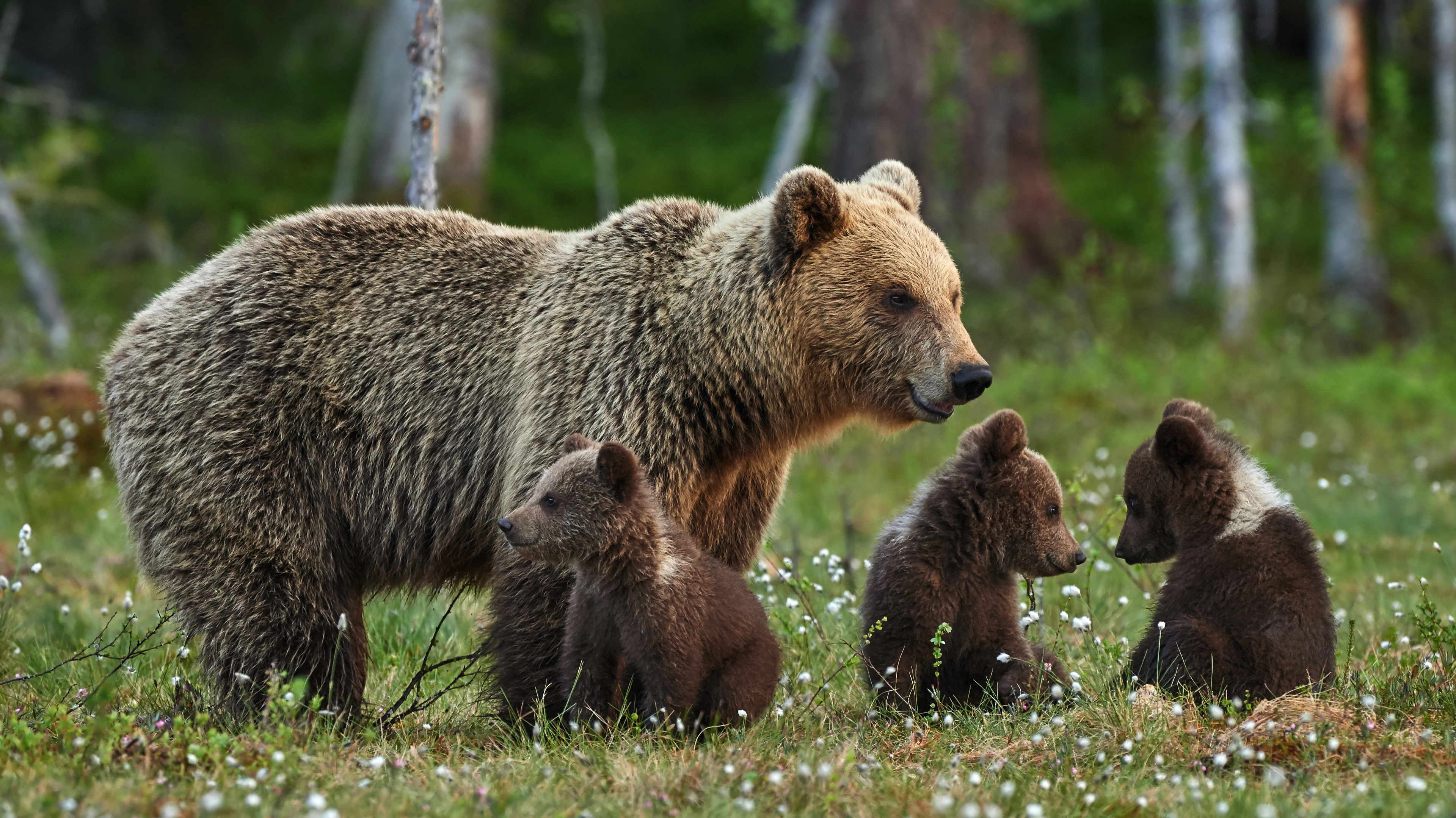 免费照片小熊和熊妈妈在一起