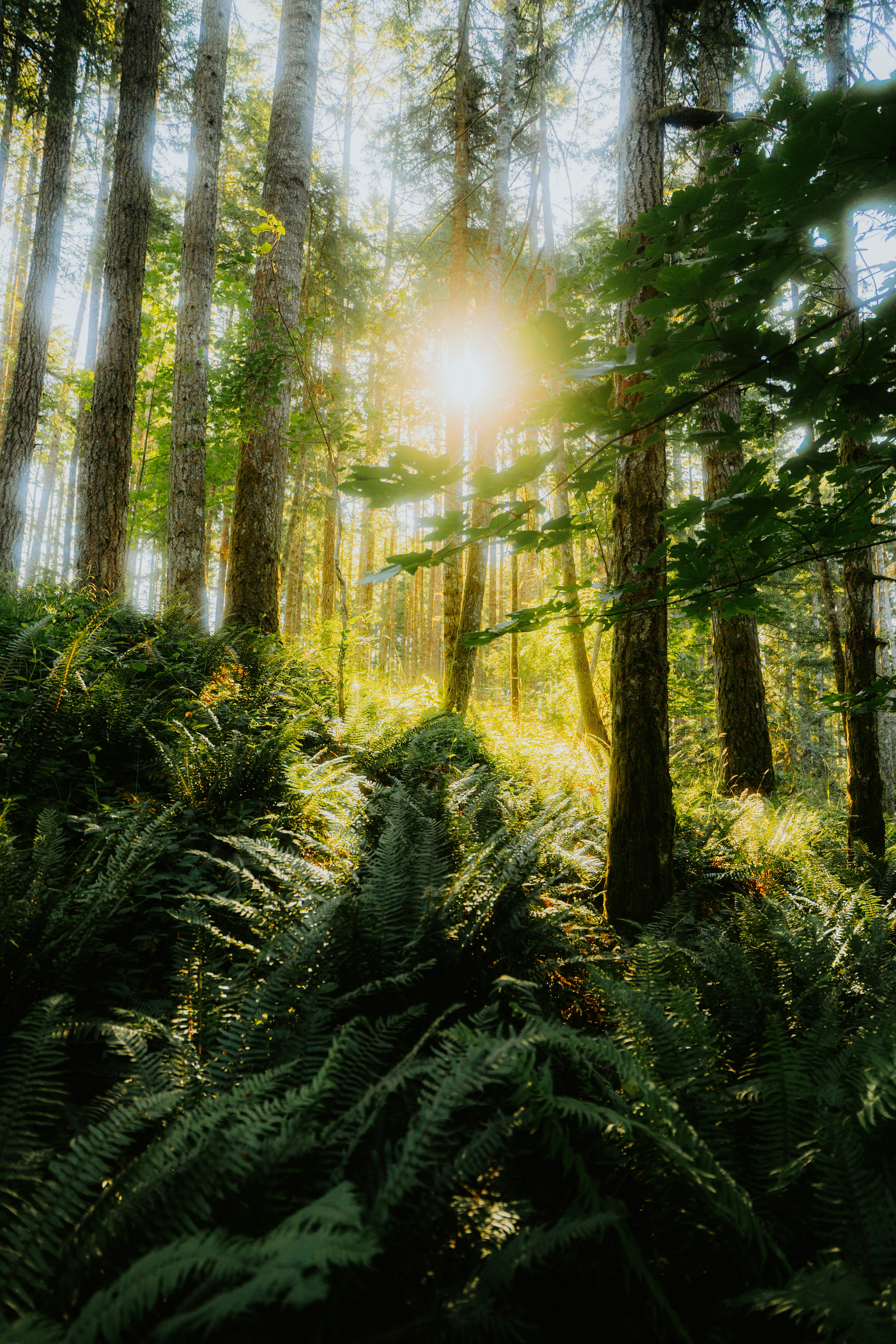 Бесплатное фото Восход в лесу.
