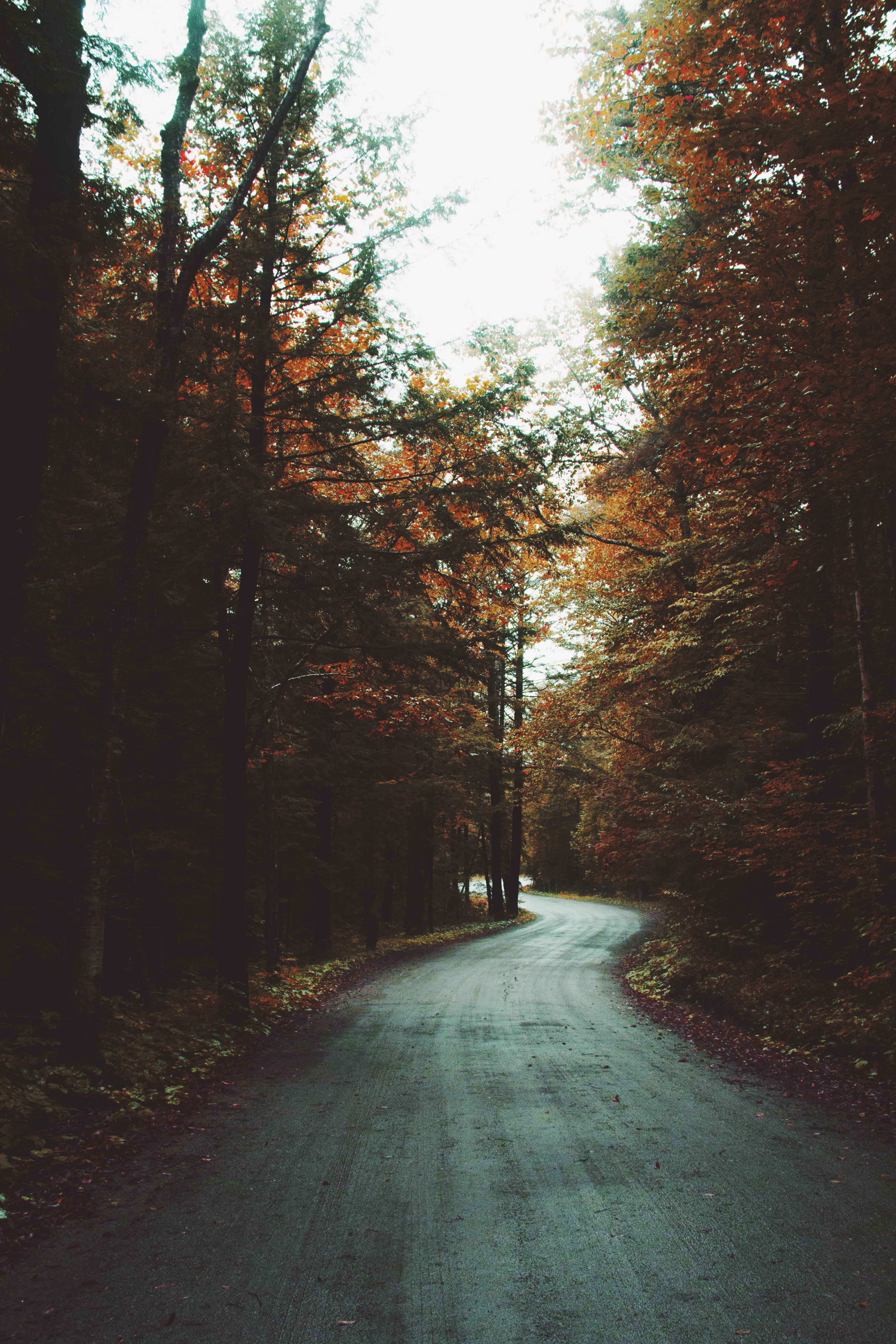 Wallpapers paved road wet asphalt damp weather on the desktop