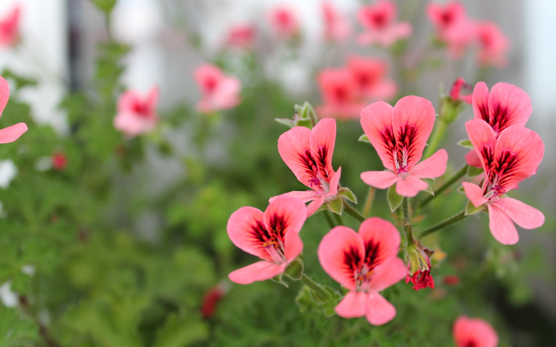 Wallpapers flower bed petals pink on the desktop