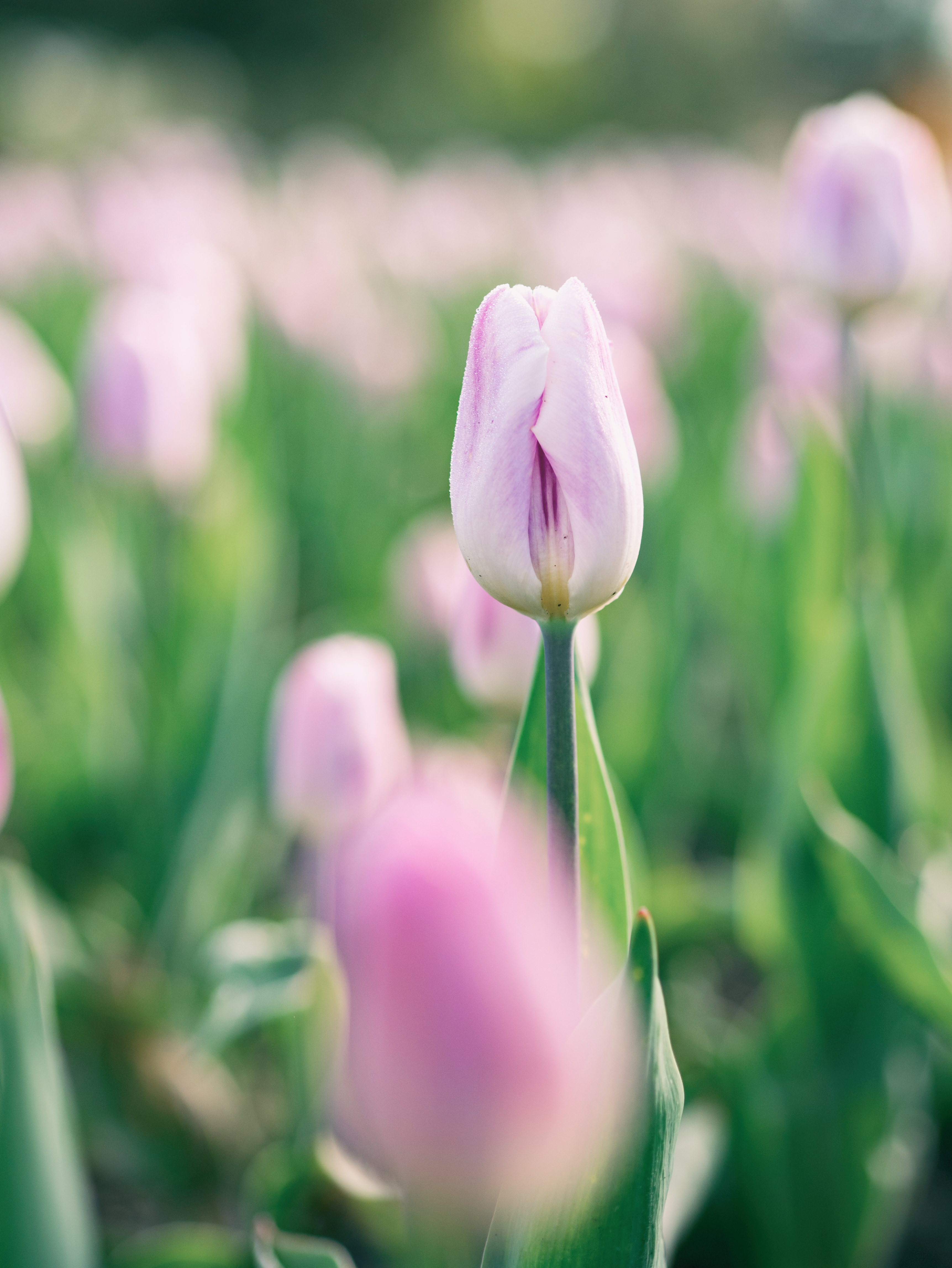 Free photo A field of pink tulips.