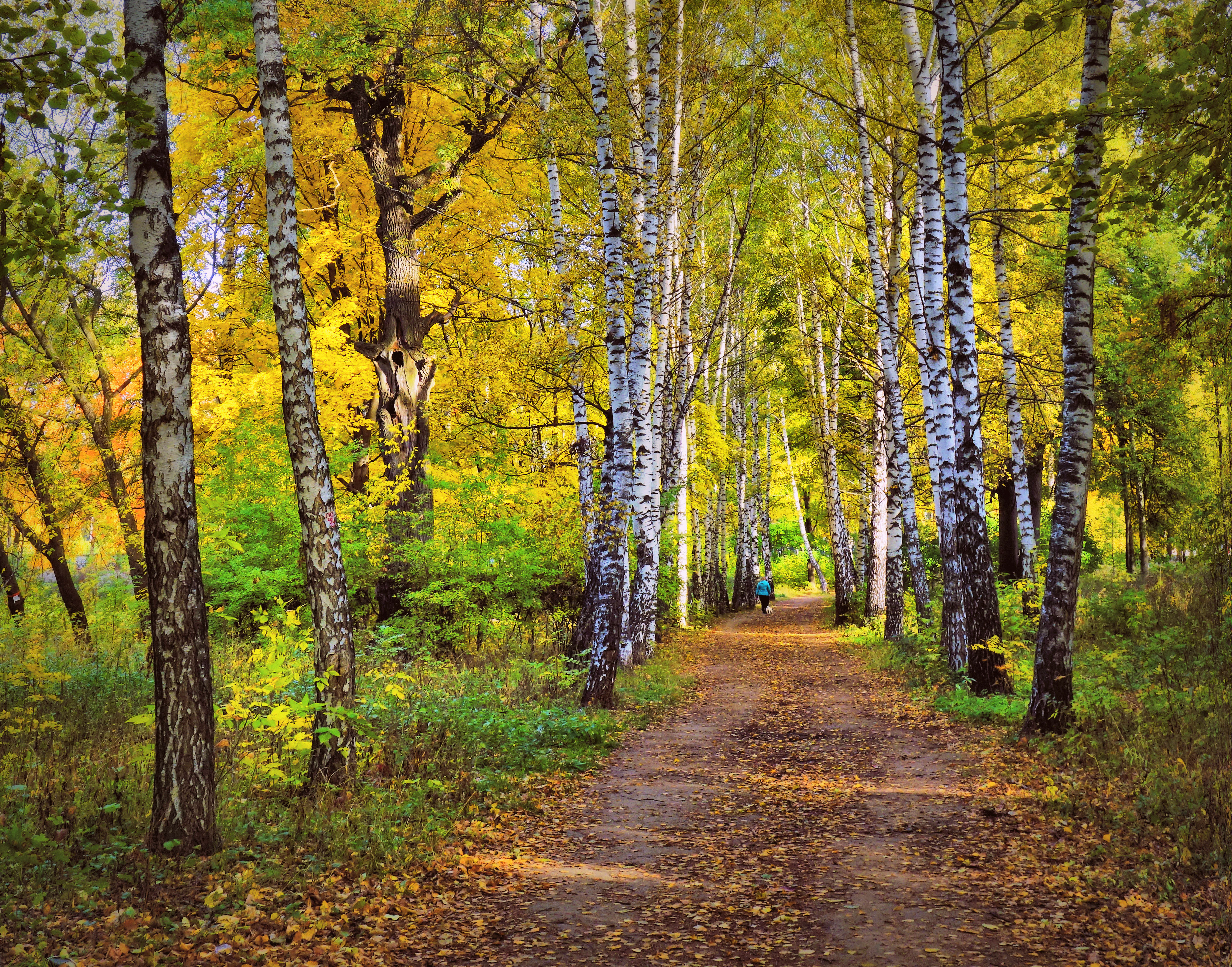 Wallpapers autumn path road on the desktop