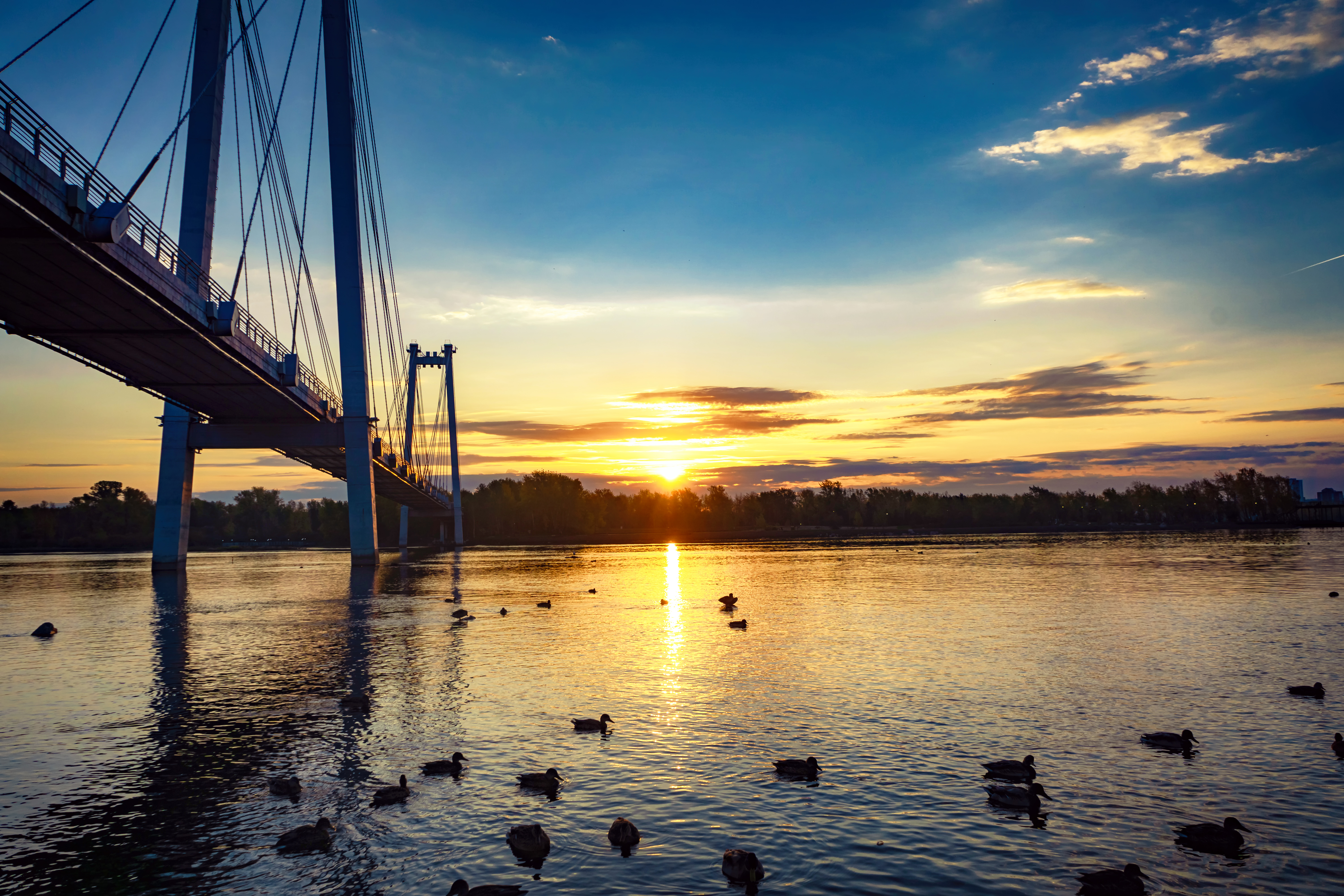 Ducks swim under a bridge over a river during sunrise