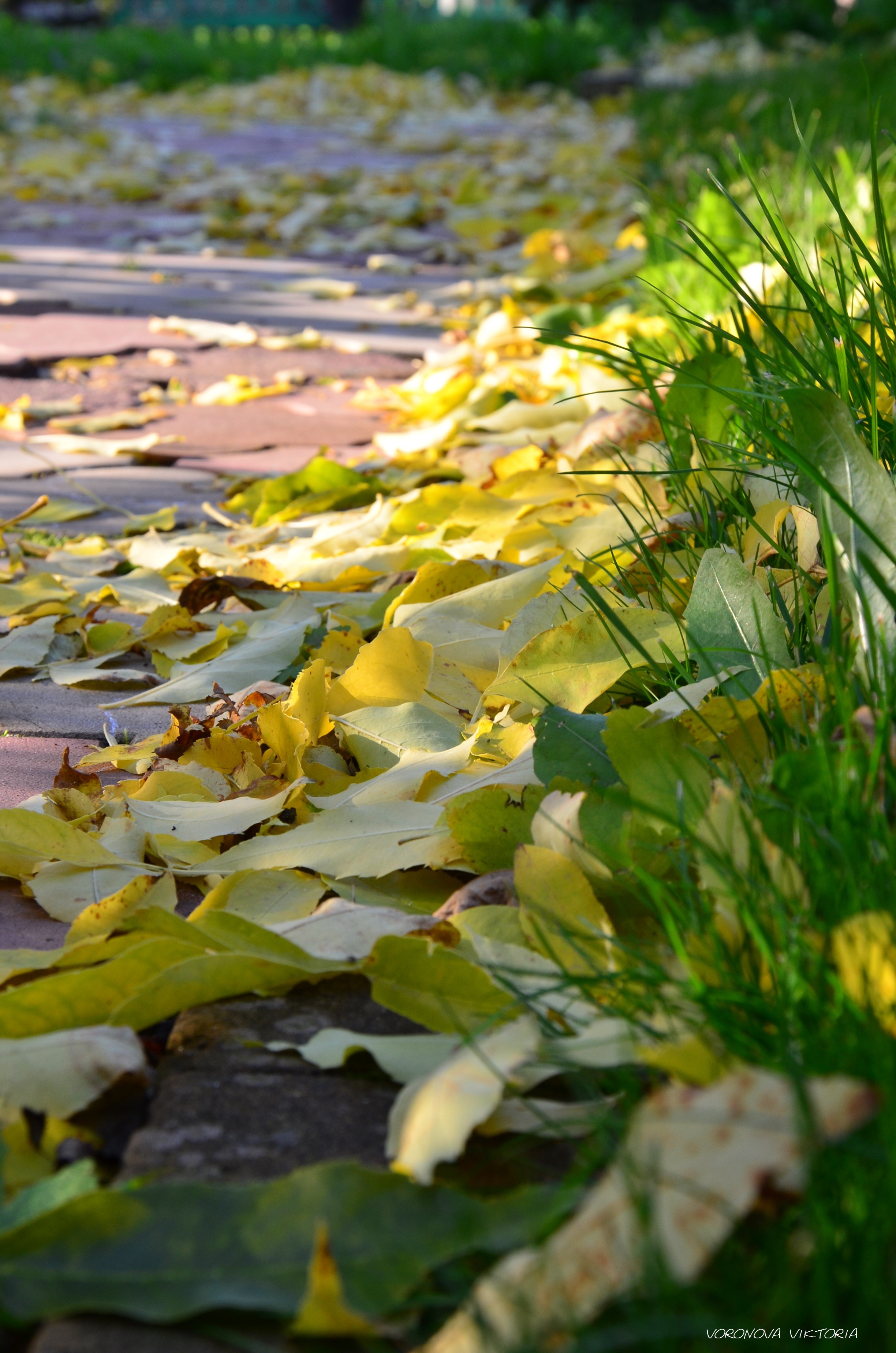 Green leaves on the ground