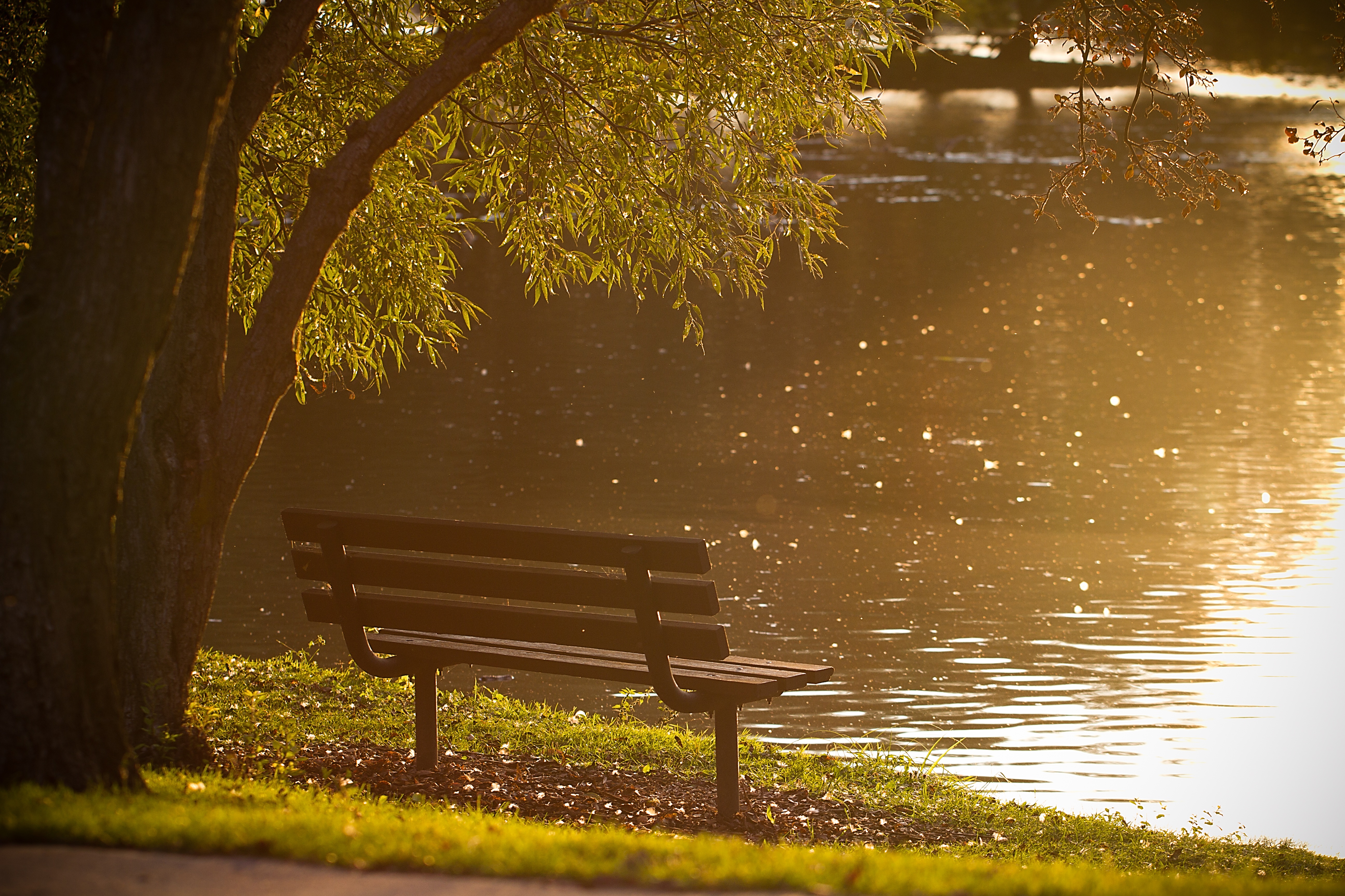 Free photo A bench by the lake in the park on a sunny morning