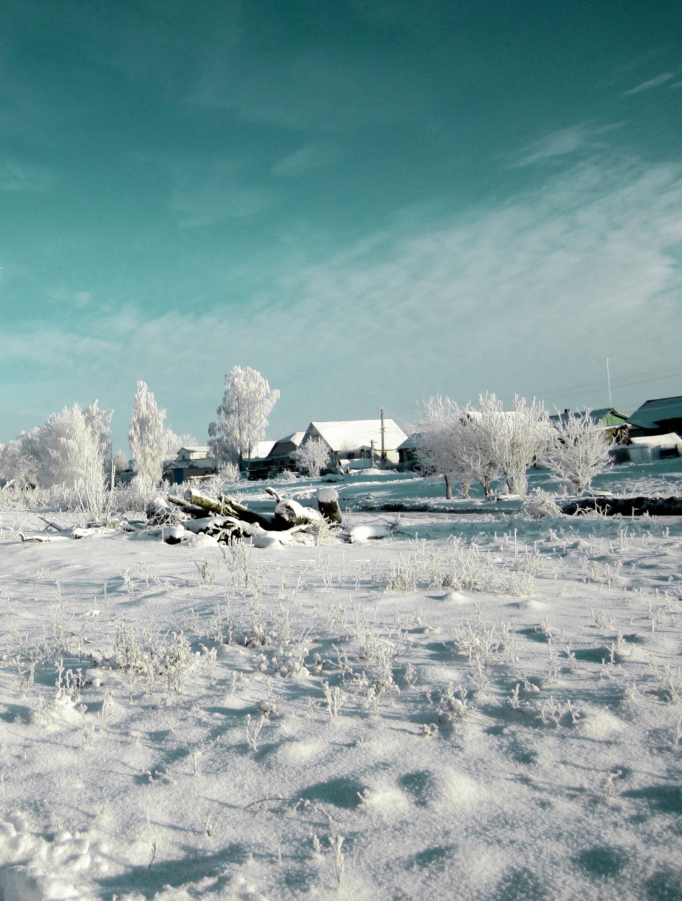 Wallpapers trees sea snow on the desktop