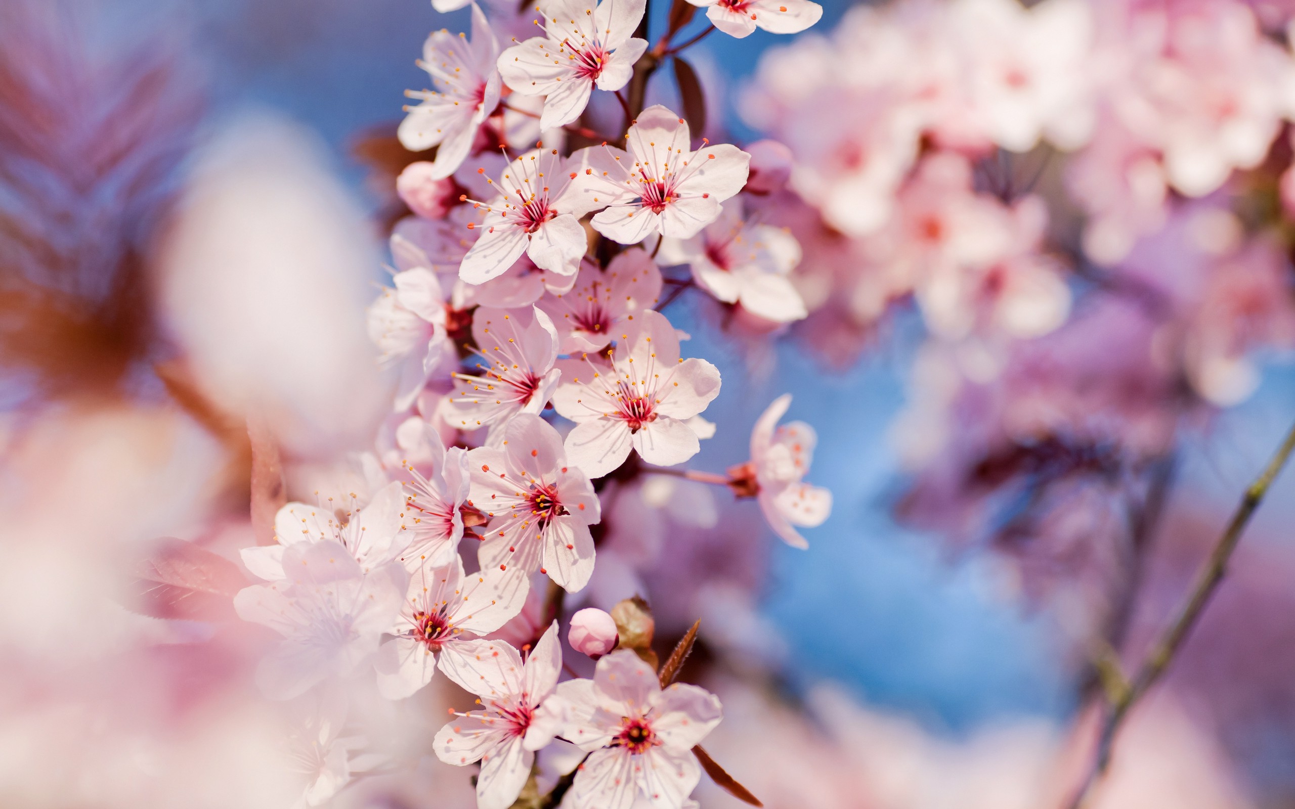 Free photo Soft pink flowers on a branch