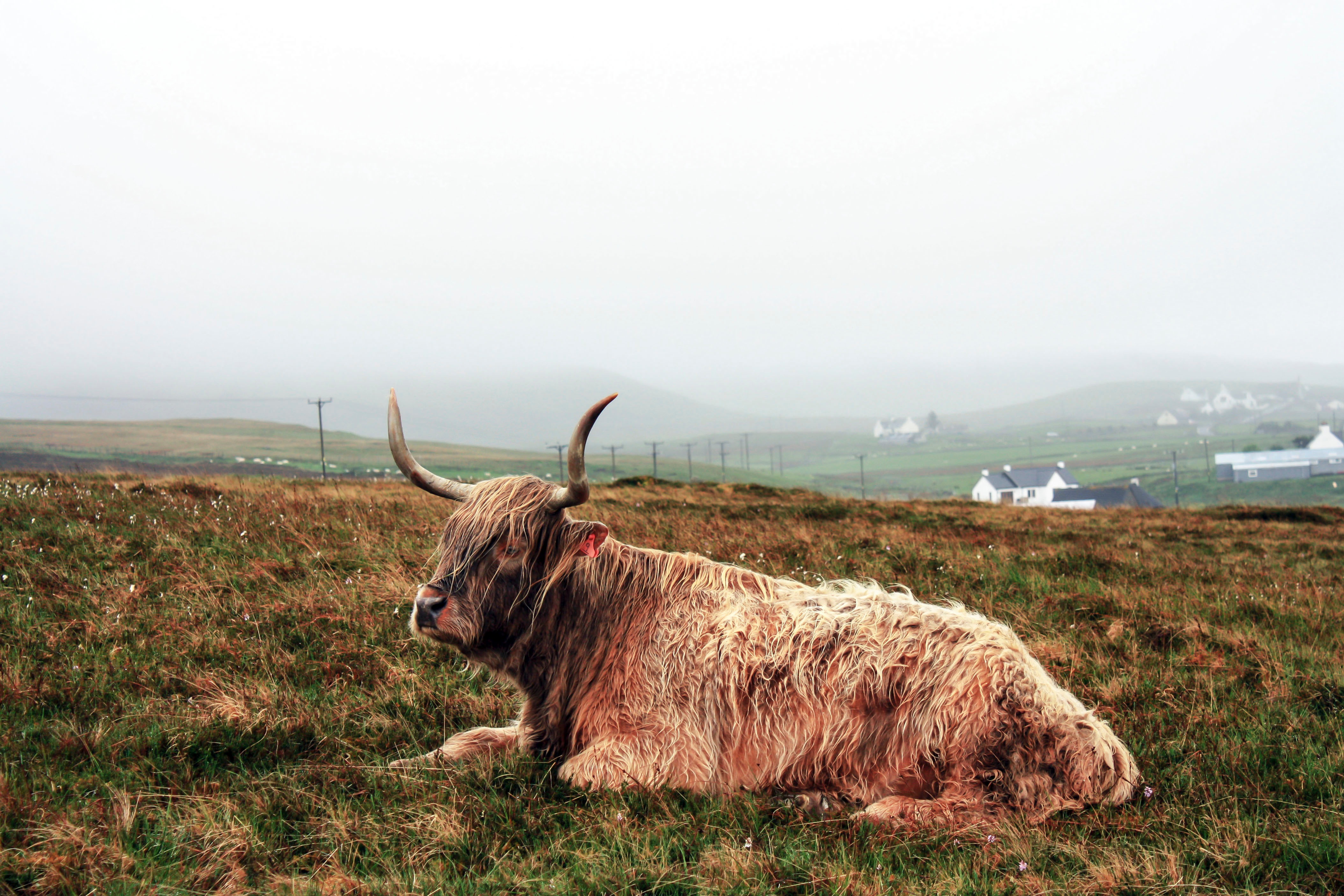 Free photo Yaq is resting in the countryside