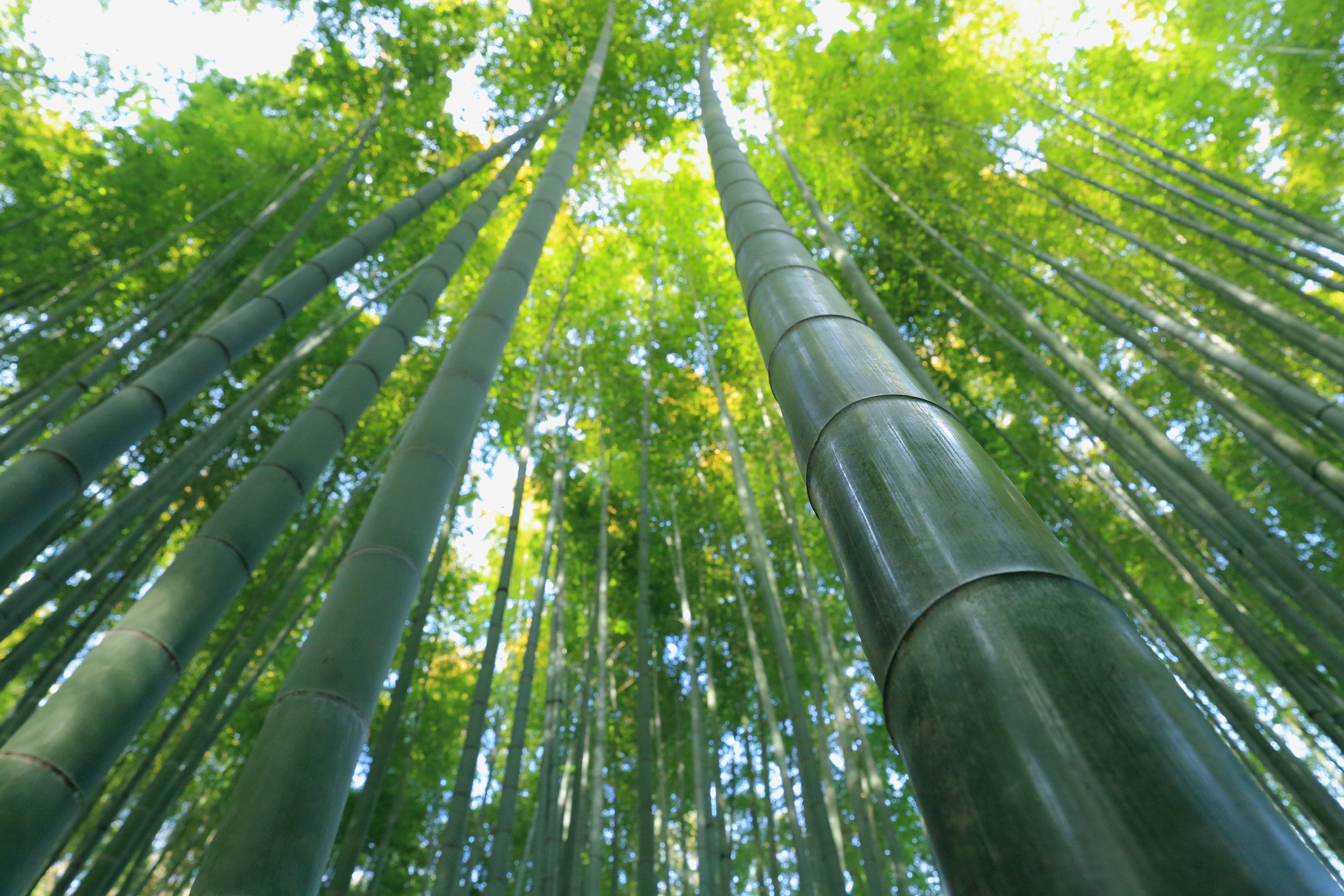 Стебли бамбука тянутся ввысь, сплетаясь в зелёный шатёр, сквозь листву льётся солнечный свет.