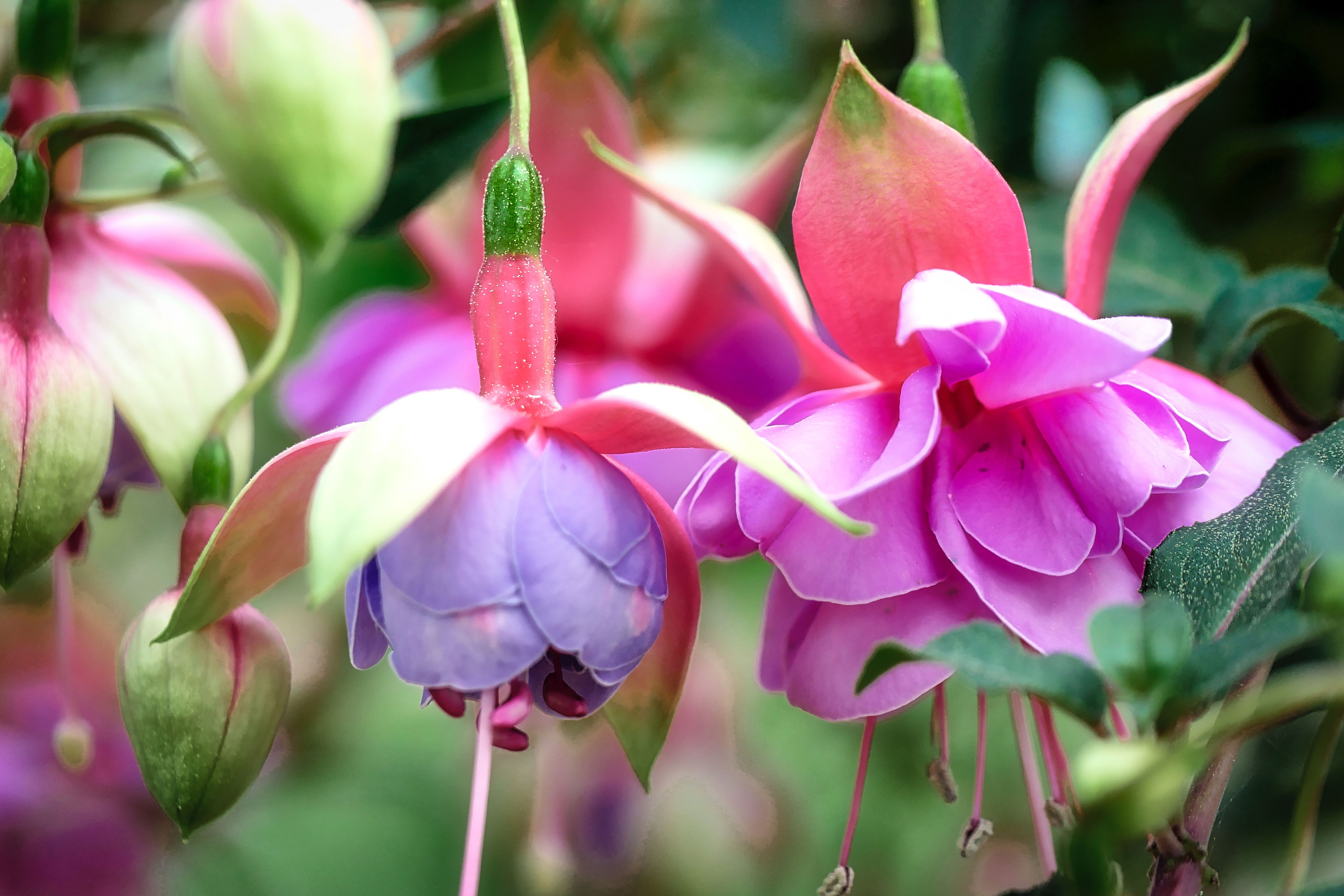 Wallpapers Flower fuchsia flora plant on the desktop